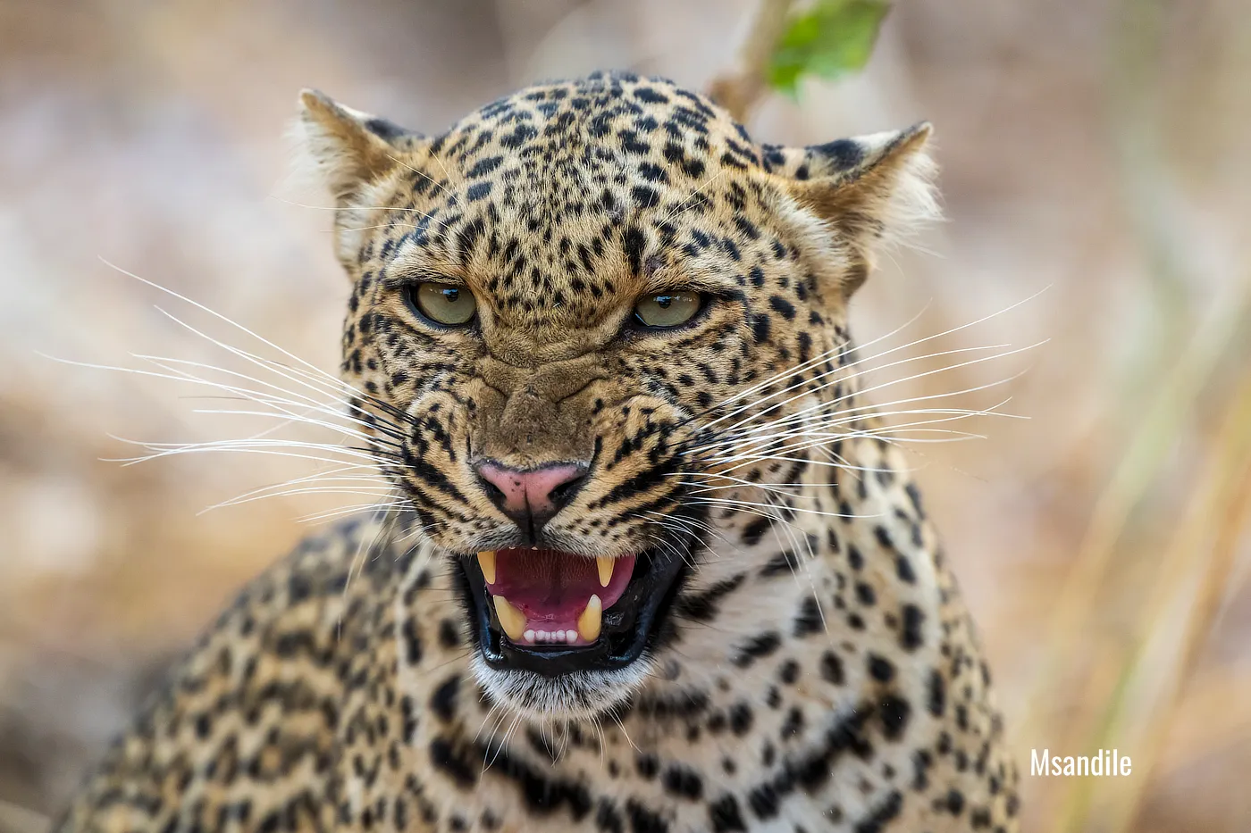 growling leopard