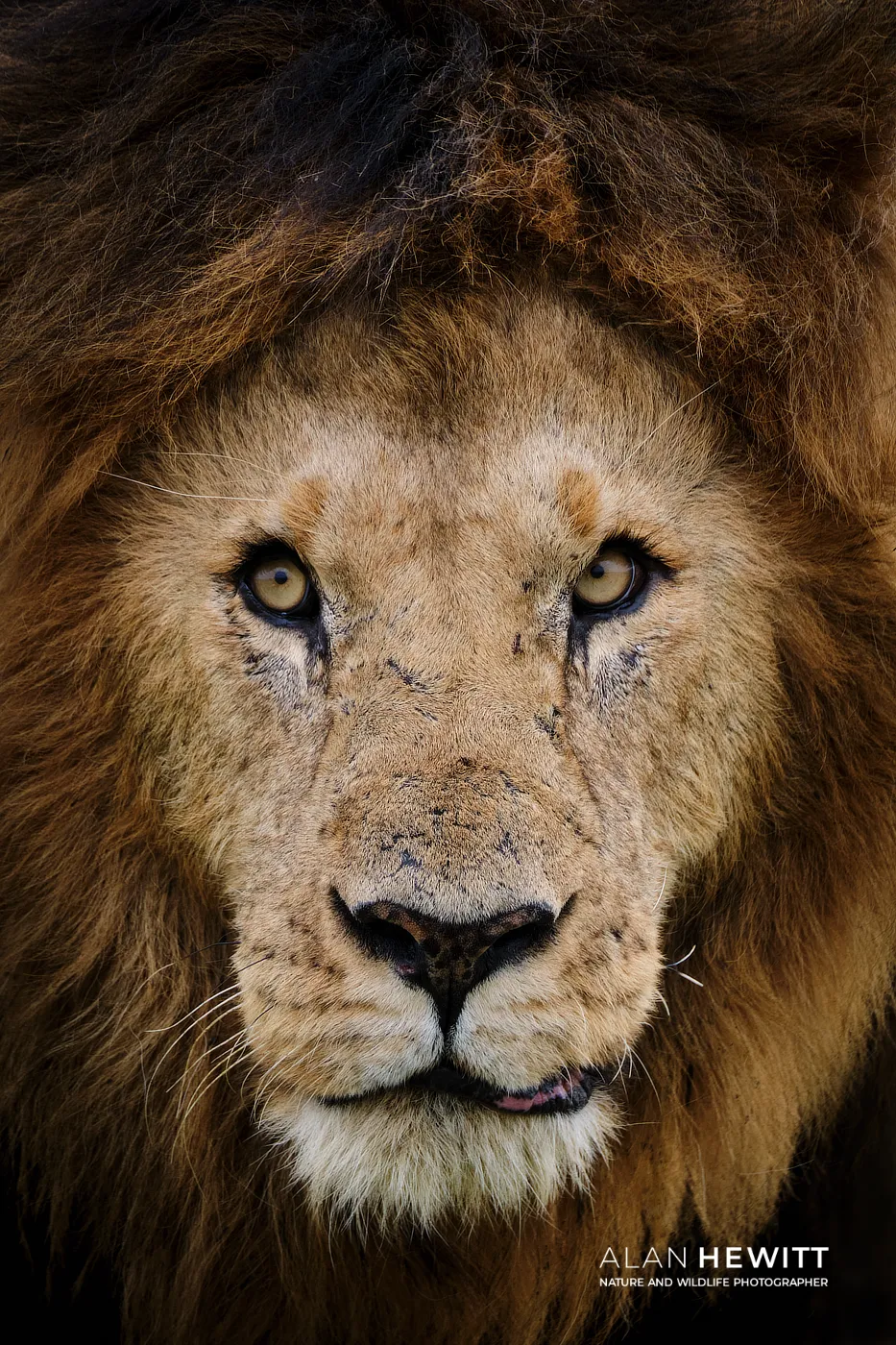 Alan Hewitt Wildlife Photographer - Male Lion