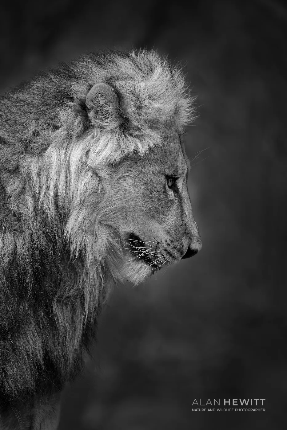 Male Lion, Botswana Alan Hewitt Wildlife Photographer