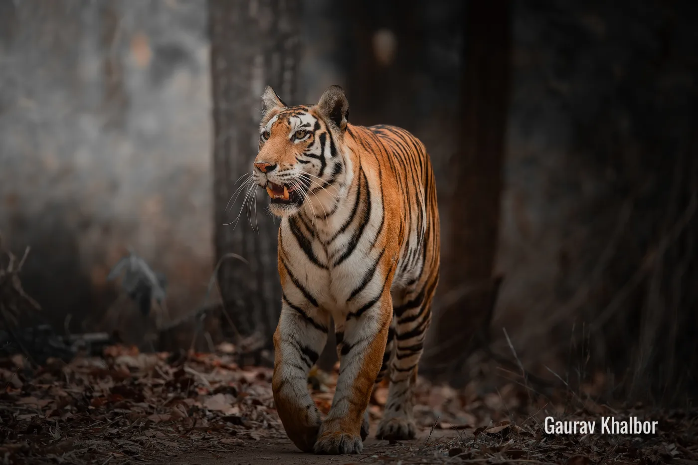 Tiger wildlife photography safari