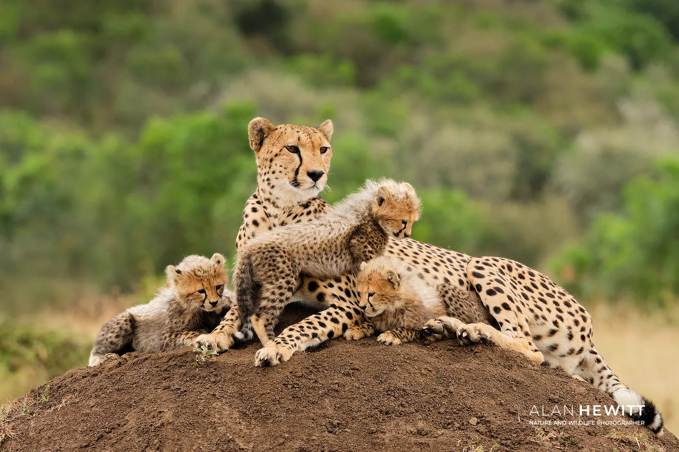 Cheetah & Cubs Wildlife Photography Safari Lemek Conservancy, Maasai Mara