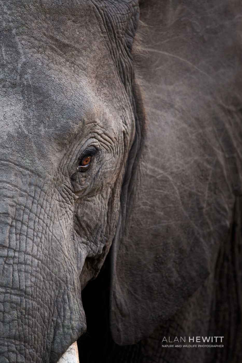 Elephant Alan Hewitt Maasai Mara Photography Safari