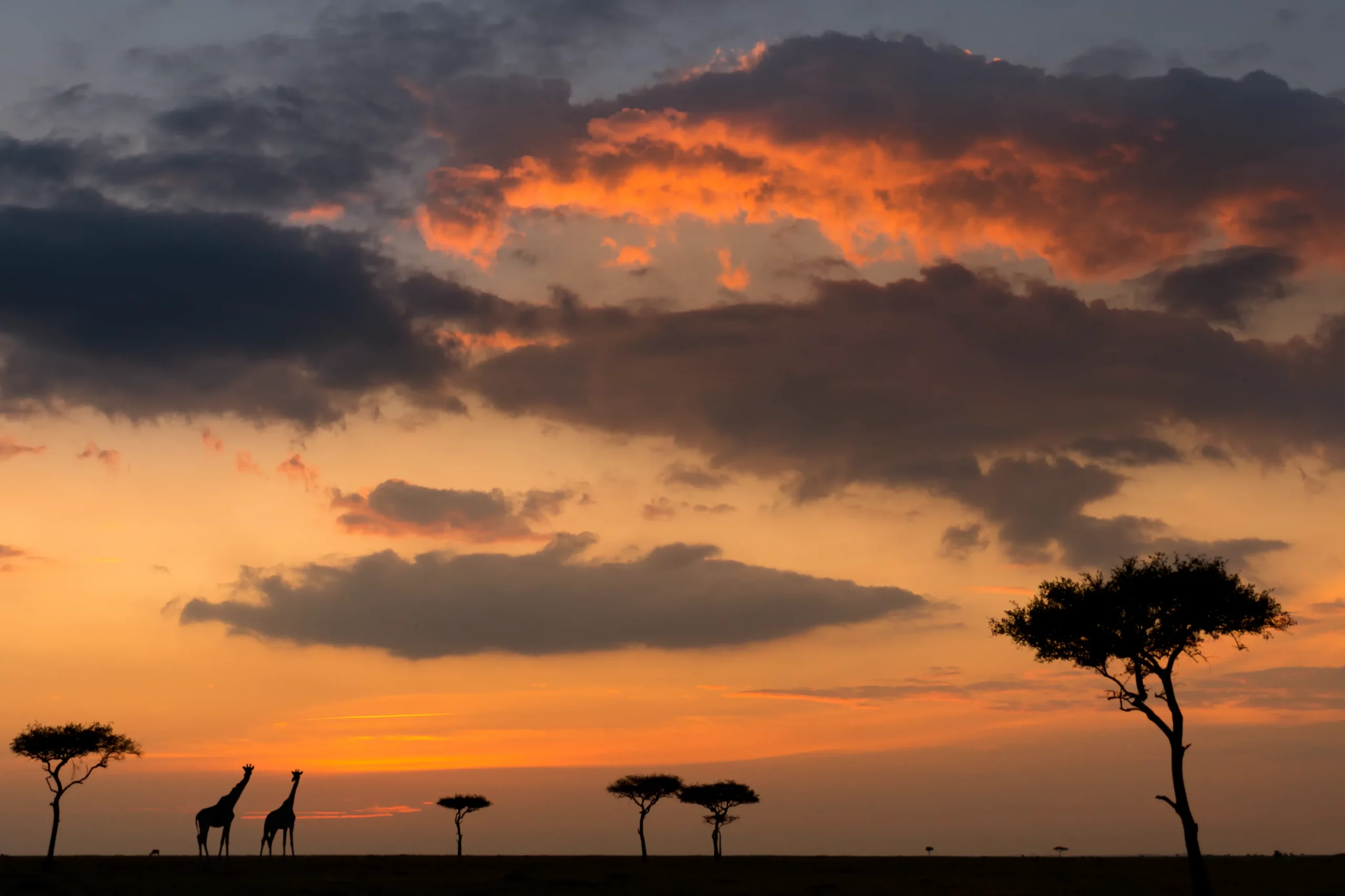Wildlife Photography Safaris with Alan Hewitt
