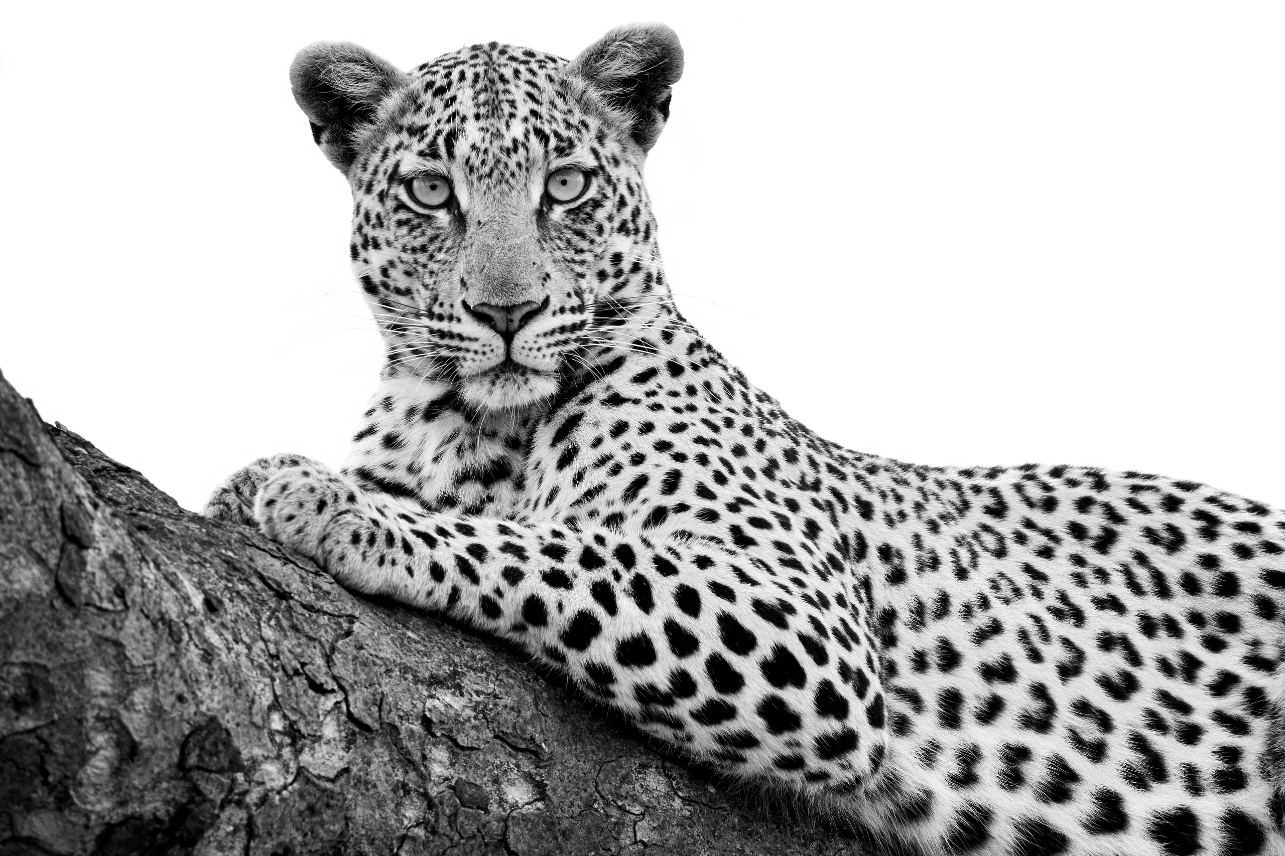 Alan Hewitt Wildlife Photographer - Leopard on a tree branch in Timbavati