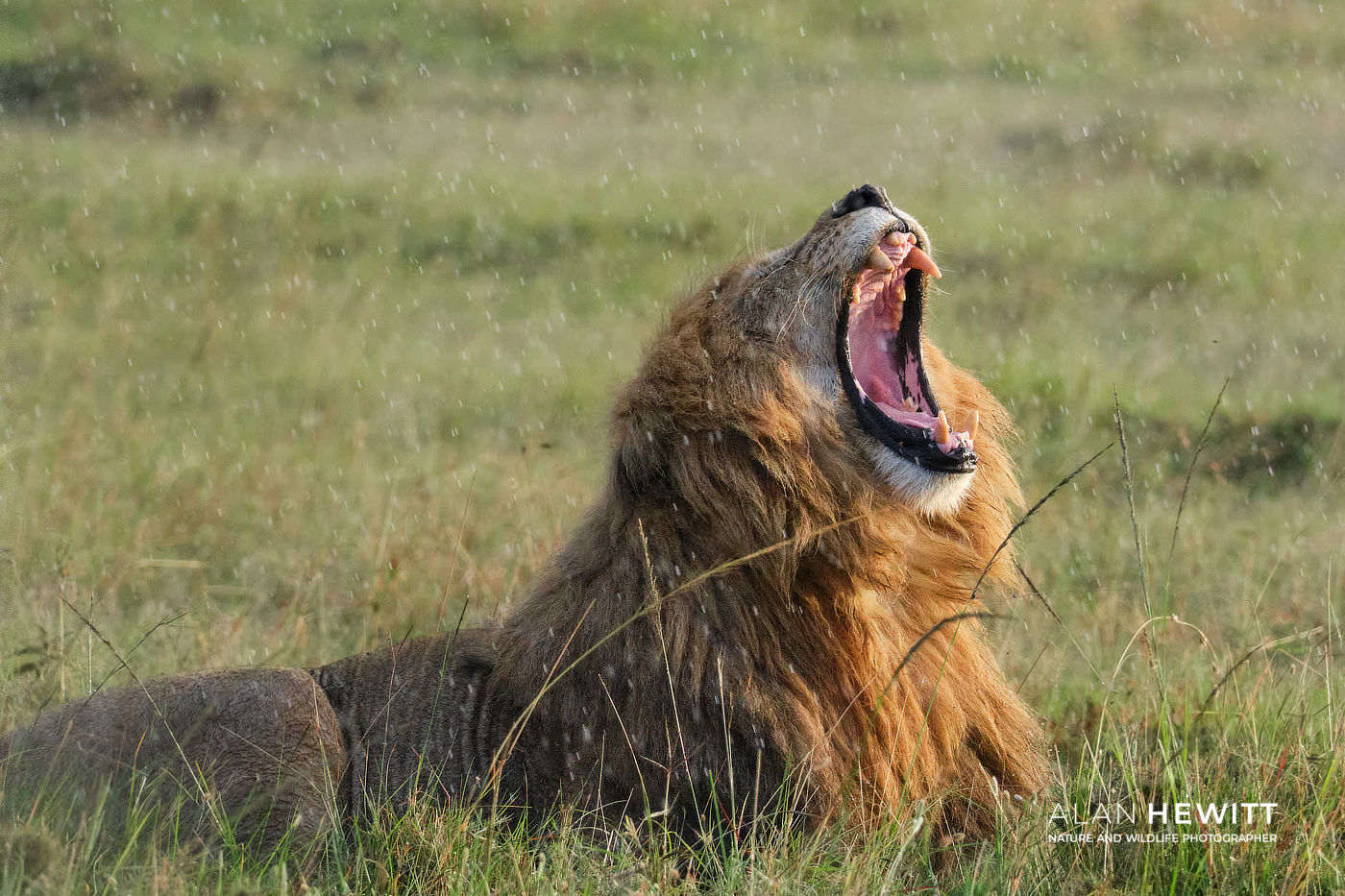 Lion yawning in the rain, Wildlife Photography Safari Lemek Conservancy, Maasai Mara