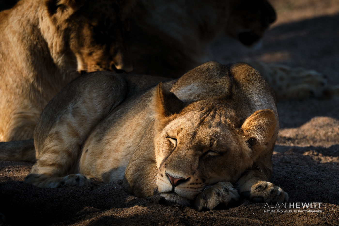Lioness sleeping in contrasting dappled light
