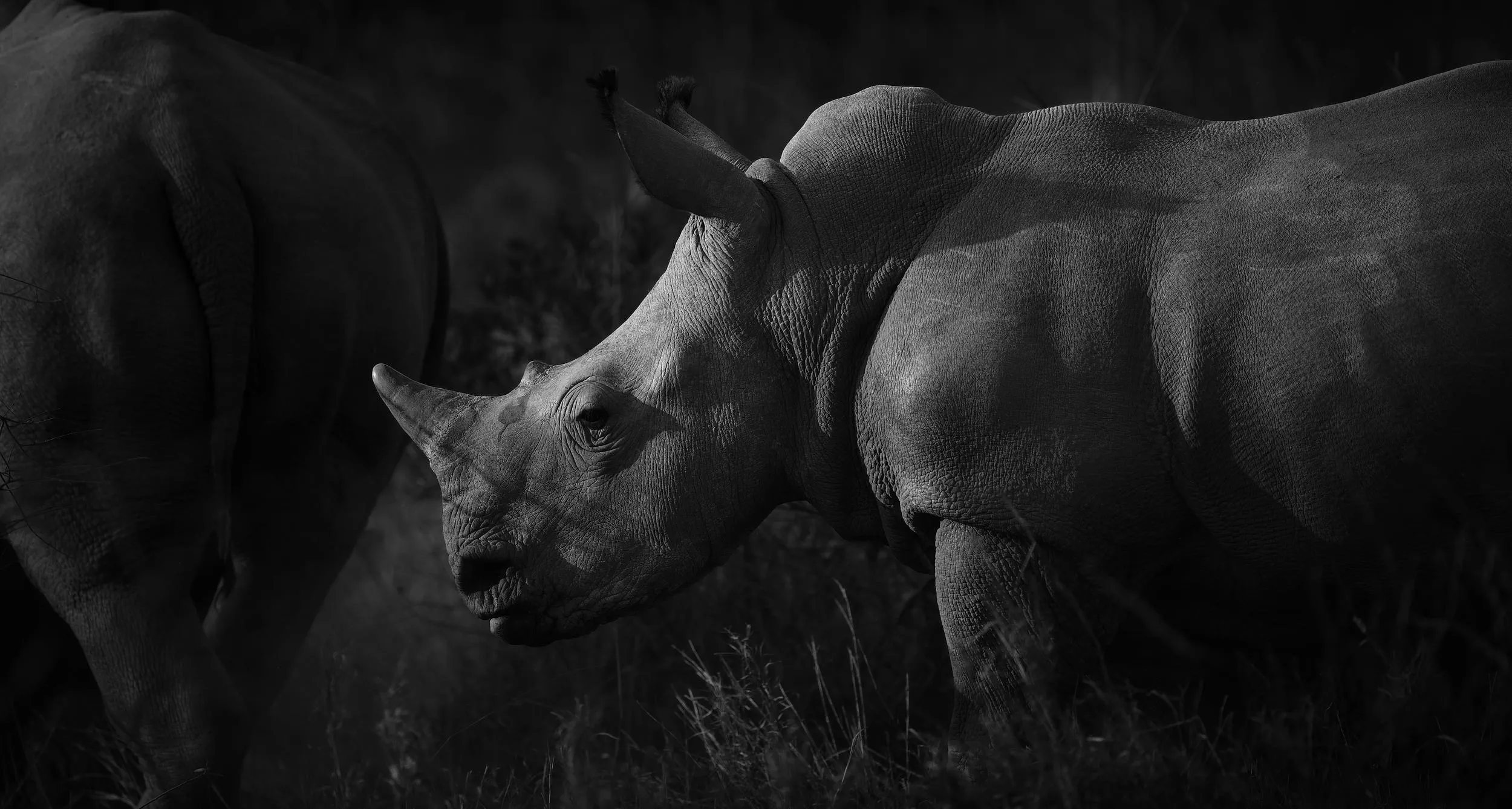 Alan Hewitt Wildlife Photography