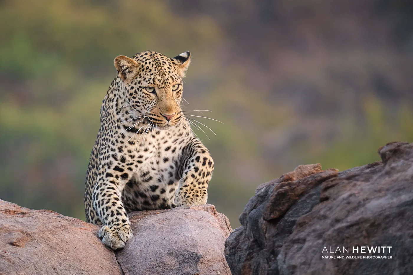 One Leopard, Two Years Apart?