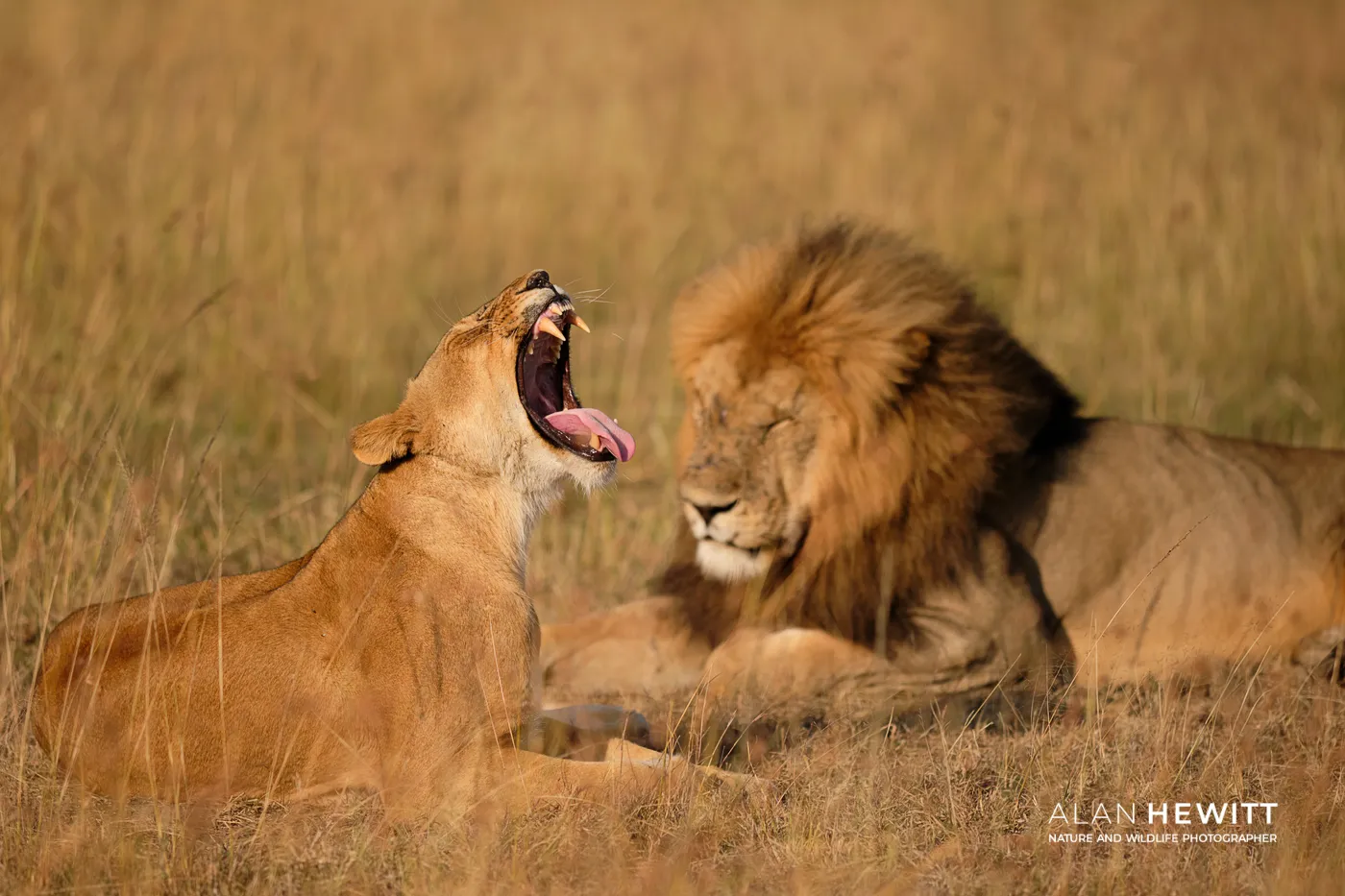 Maasai Mara Photography Safari