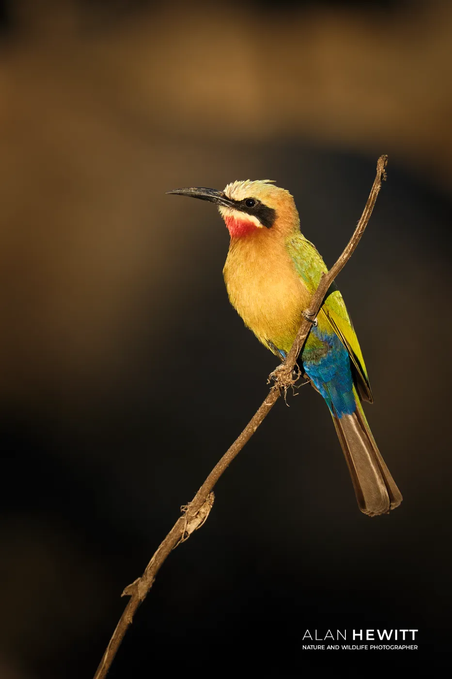 White-fronted bee-eater perched on a twig. Tuli Wilderness, Botswana.