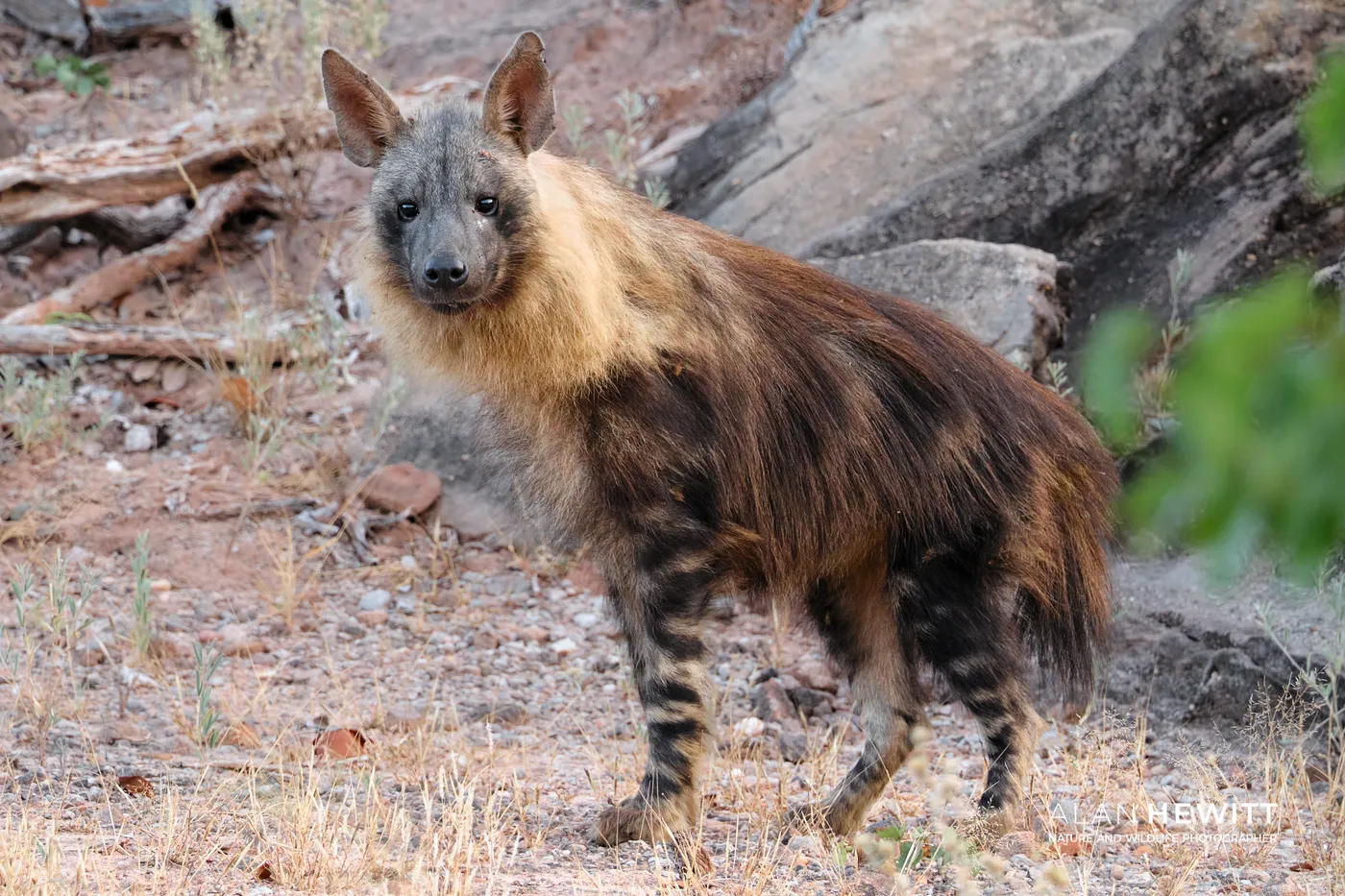 Brown hyena, Tuli Wilderness, Botswana.