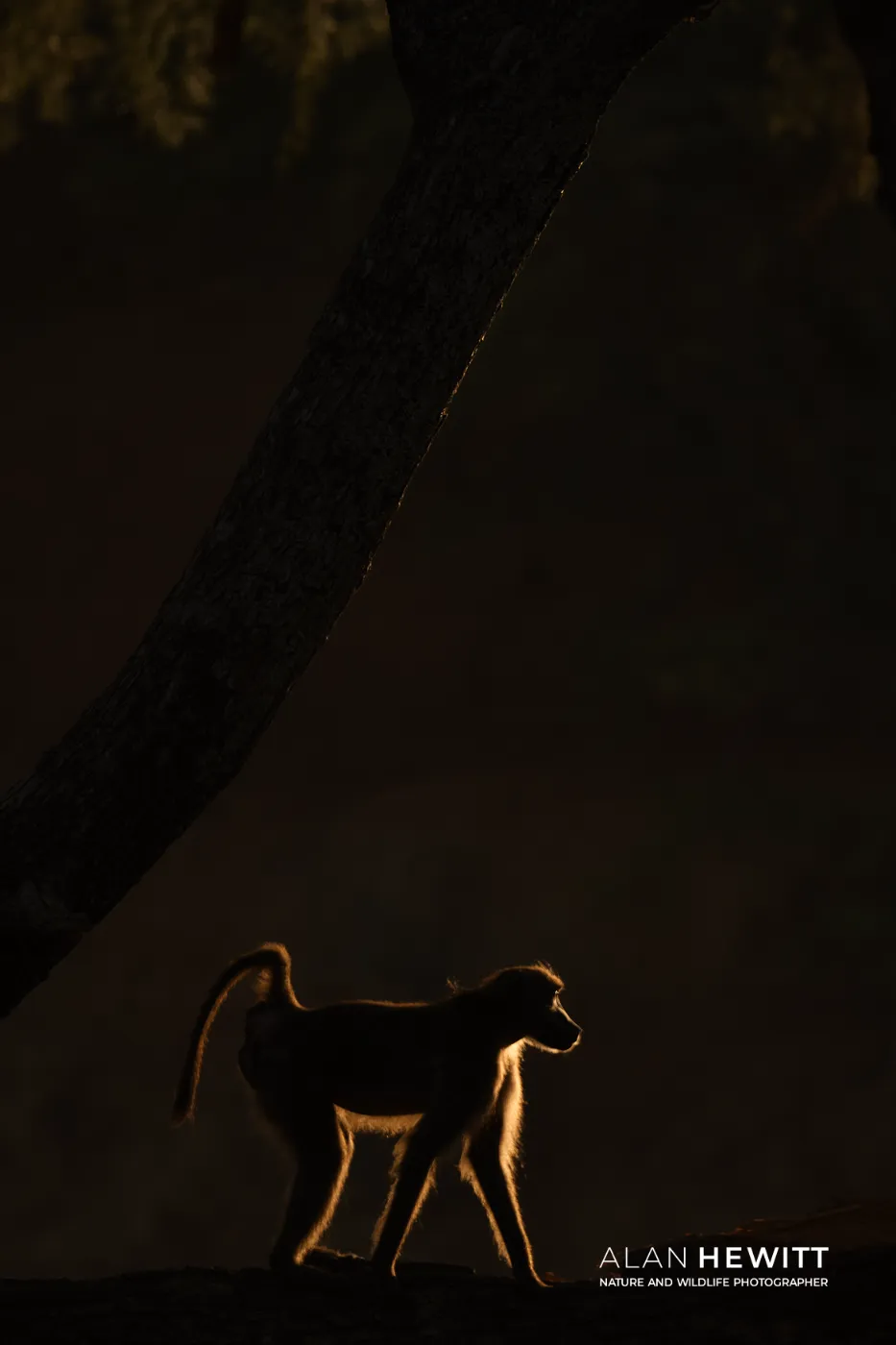 Back-lit chacma bacoon. Tuli Wilderness, Botswana.
