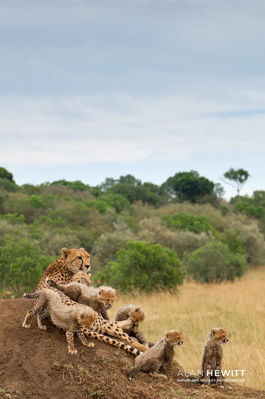 A cheetah with six cubs on a termite mound, Lemek Conservancy of the Maasai Mara