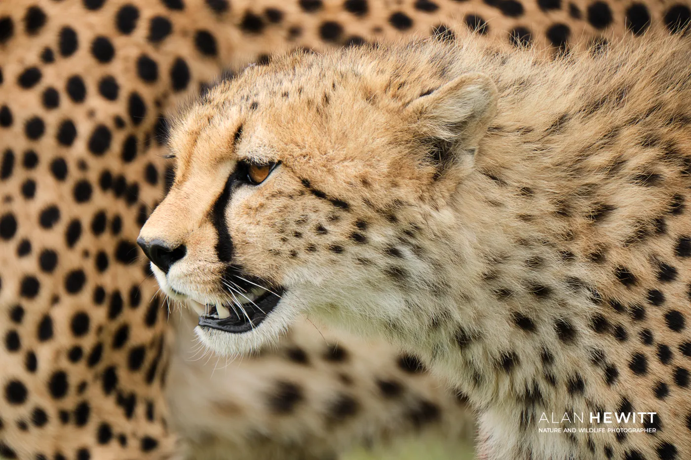 Alan Hewitt, Cheetah Maasai Mara