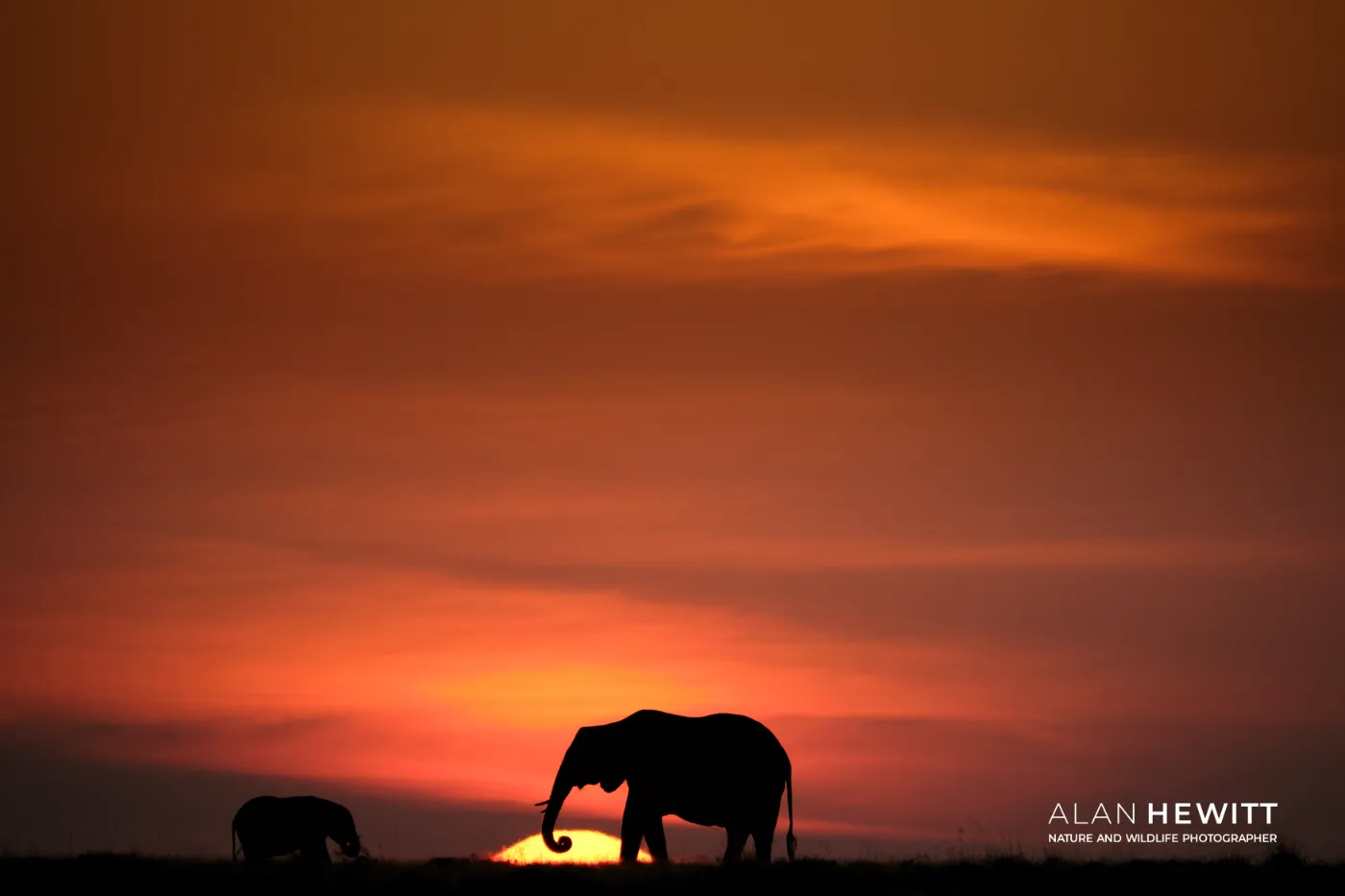 Elephants at sunset in the Maasai Mara Lemek Conservancy. Best sundowner beers, ever!
