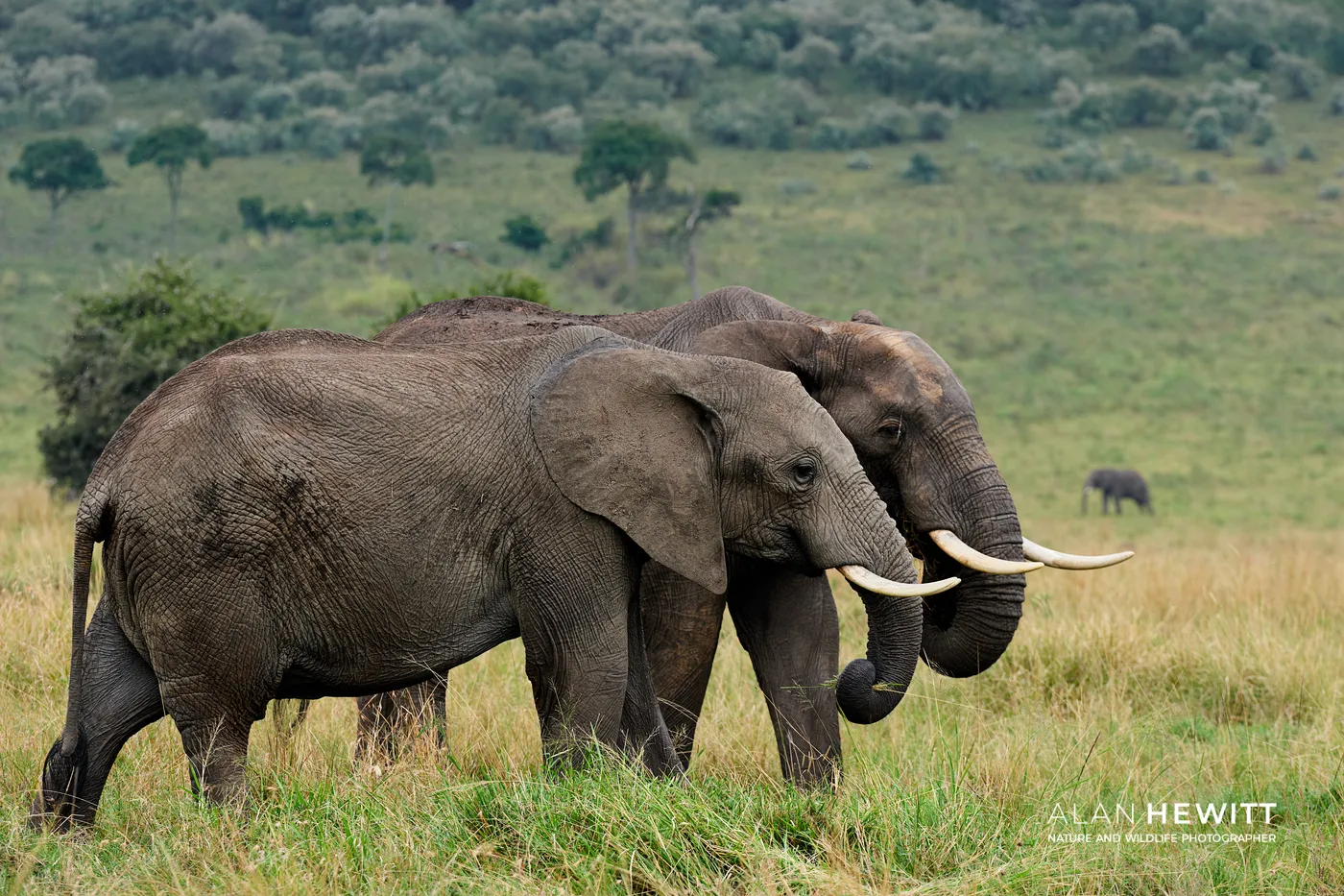 Elephants in the Mara Triangle