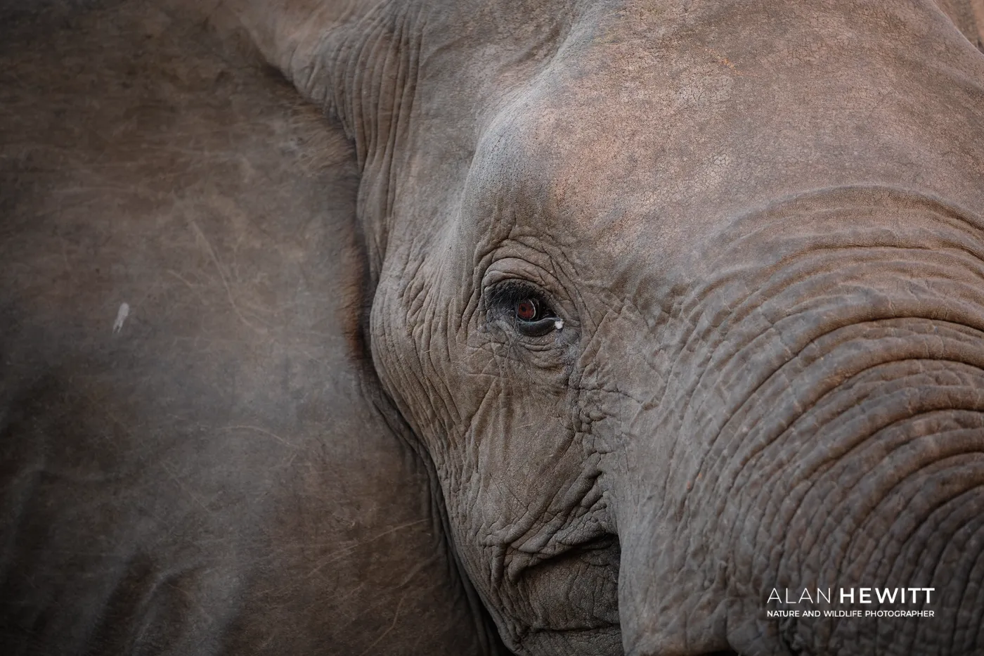Close up abstract of an elephant ear and eye. Timbavati