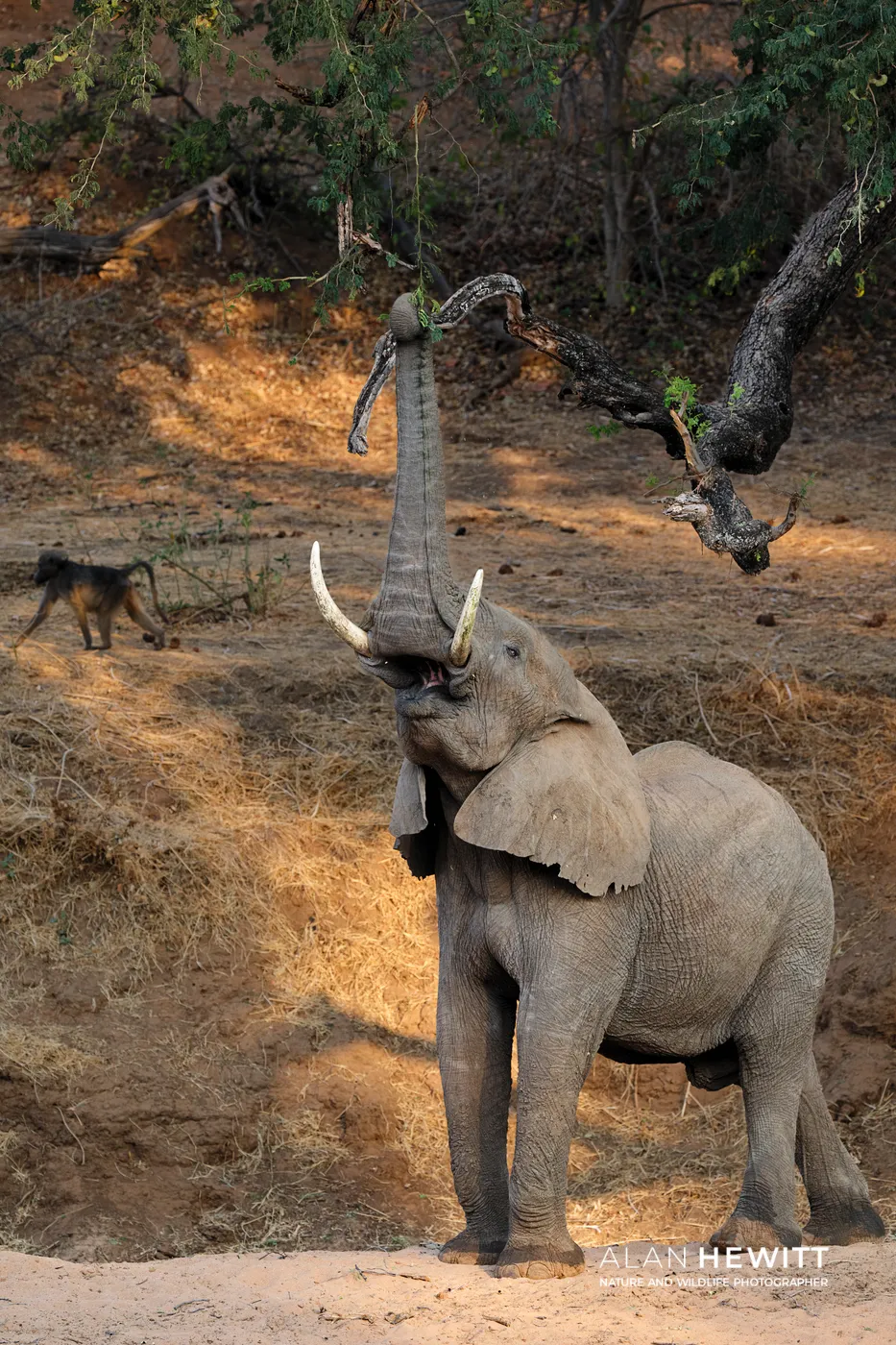 Elephant on a dry riverbed raching up with its trunk into a tree. Tuli Wilderness, Botswana.