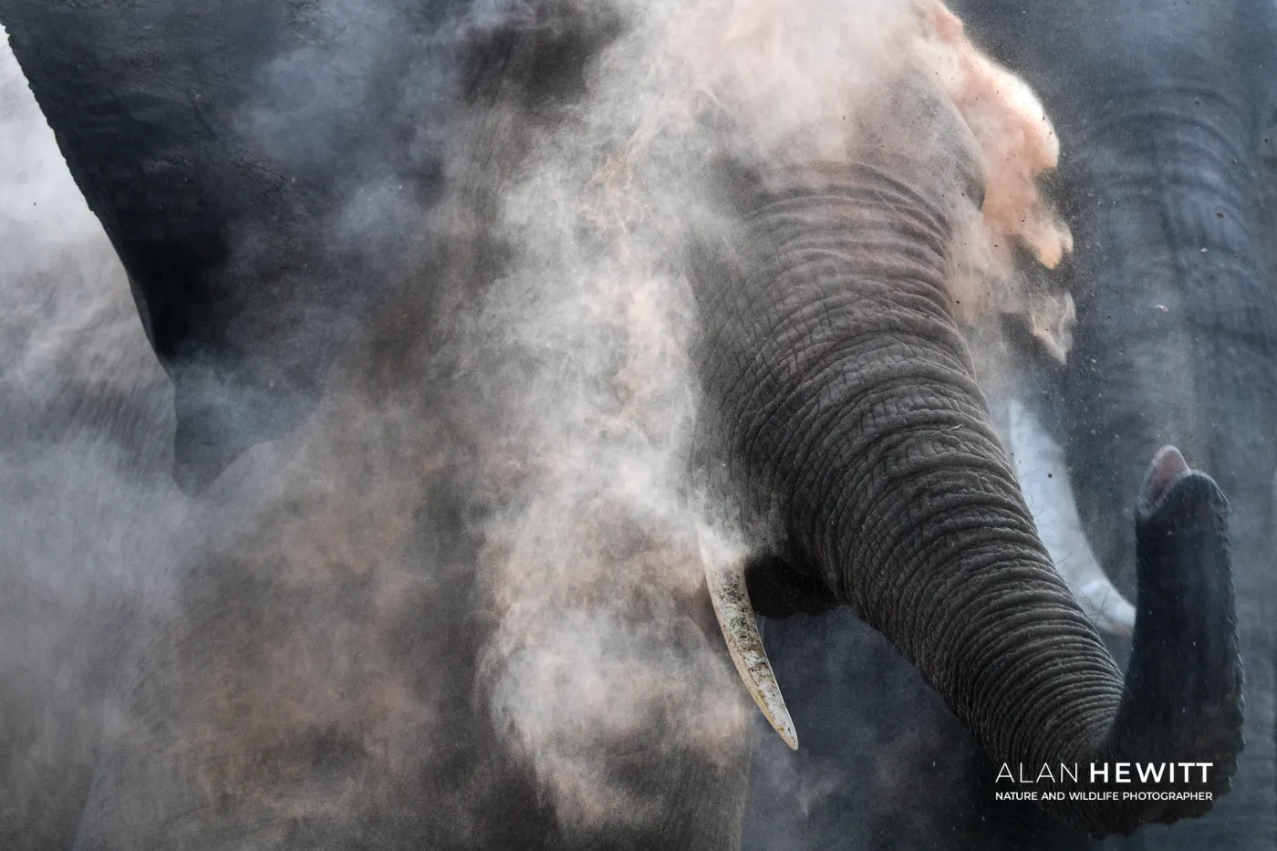 Elephant dust bathing. Tuli Wilderness, Botswana.