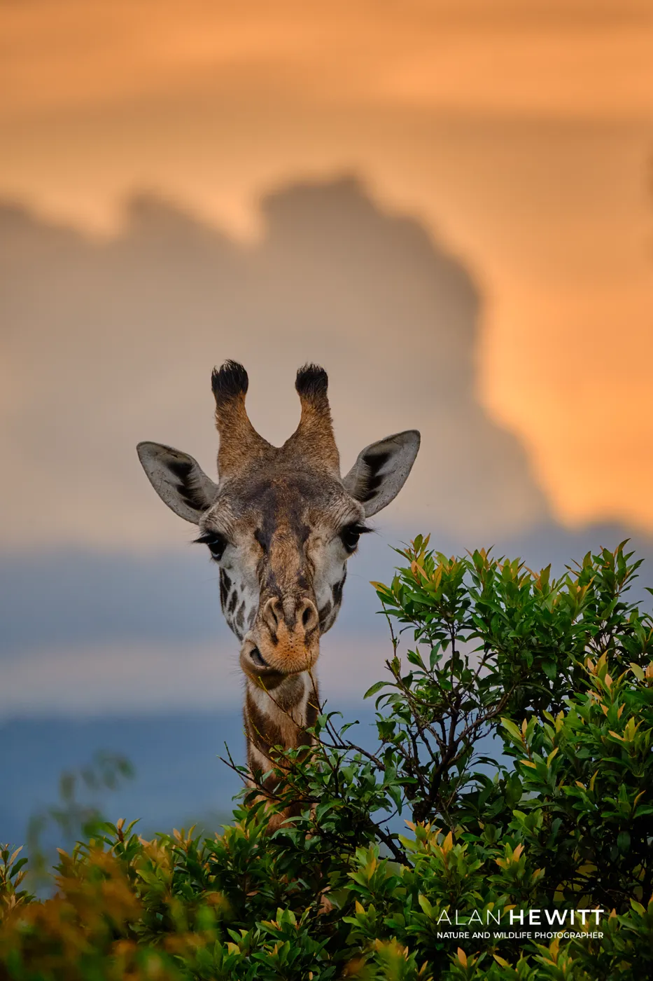 Giraffe peering over a tree at sunset, Lemek Conservancy of the Maasai Mara