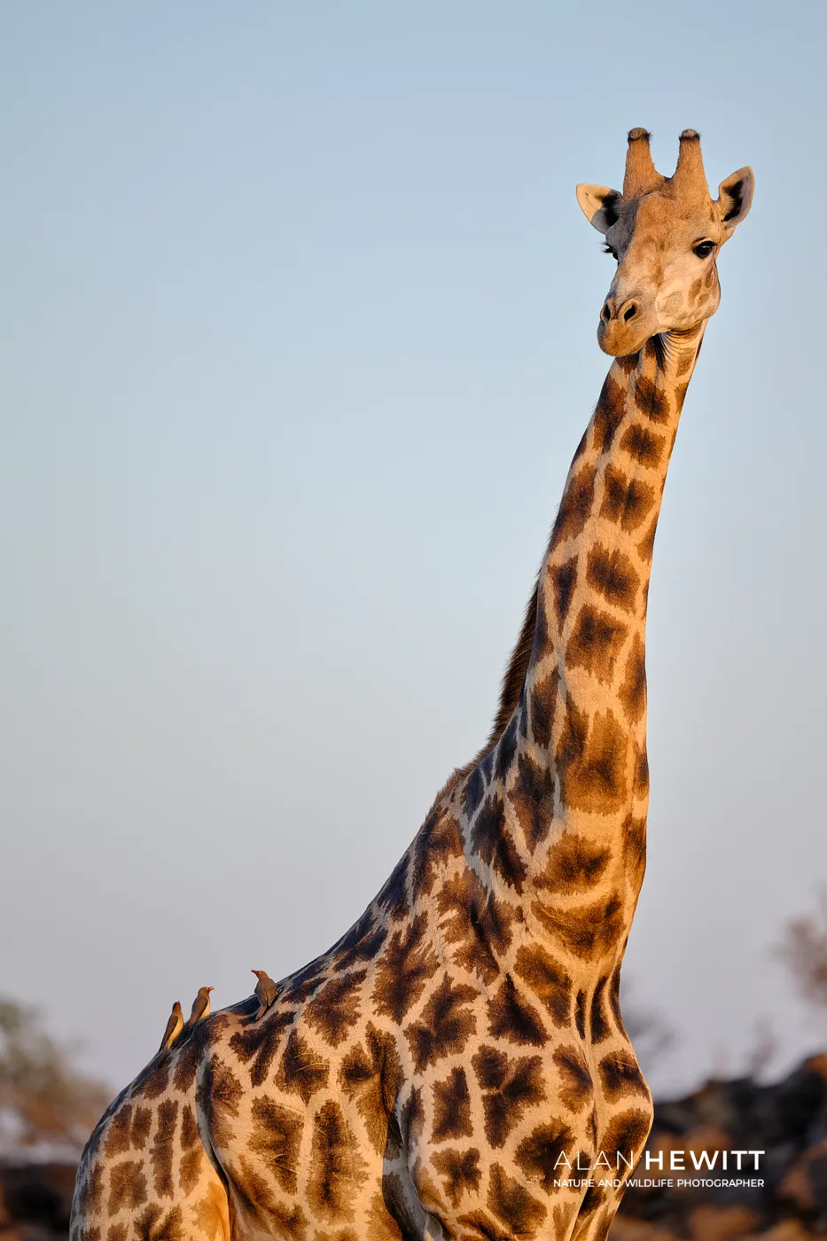 Giraffe with oxpeckers. Tuli Wilderness, Botswana.