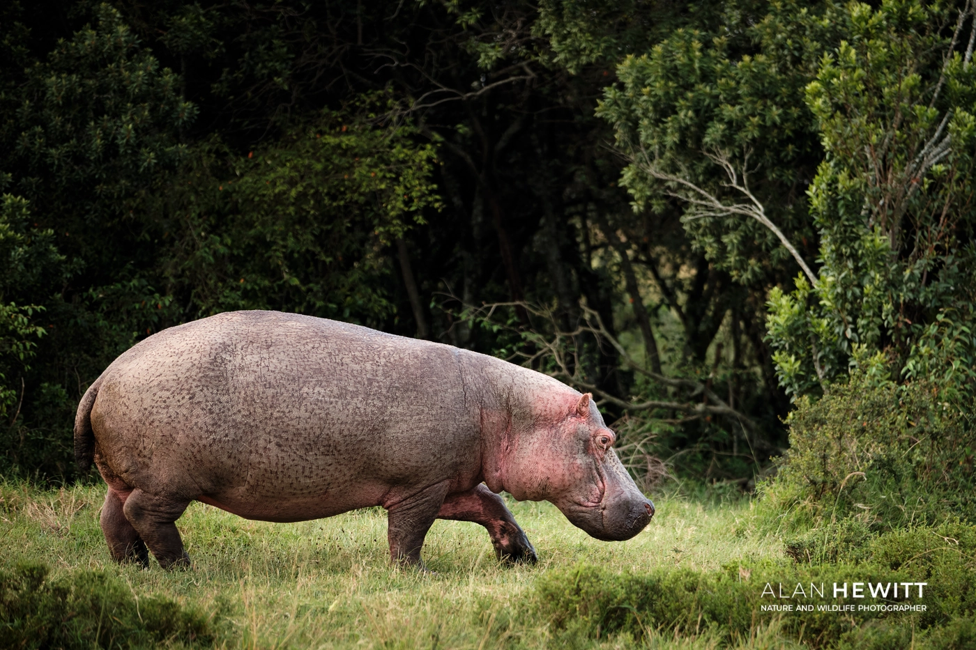 Hippo, Lemek Conservancy of the Maasai Mara