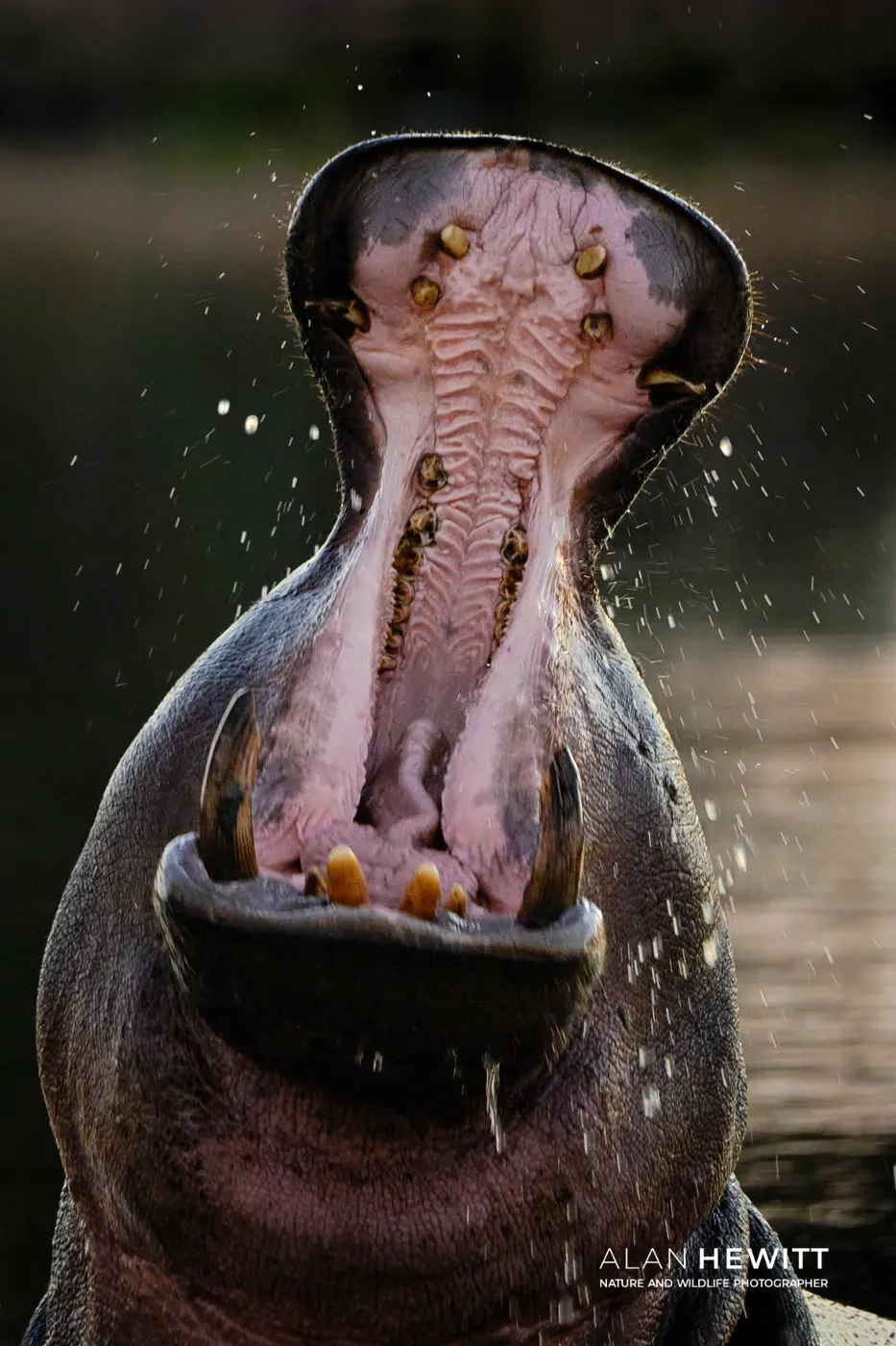 Hippo yawning in Timbavati