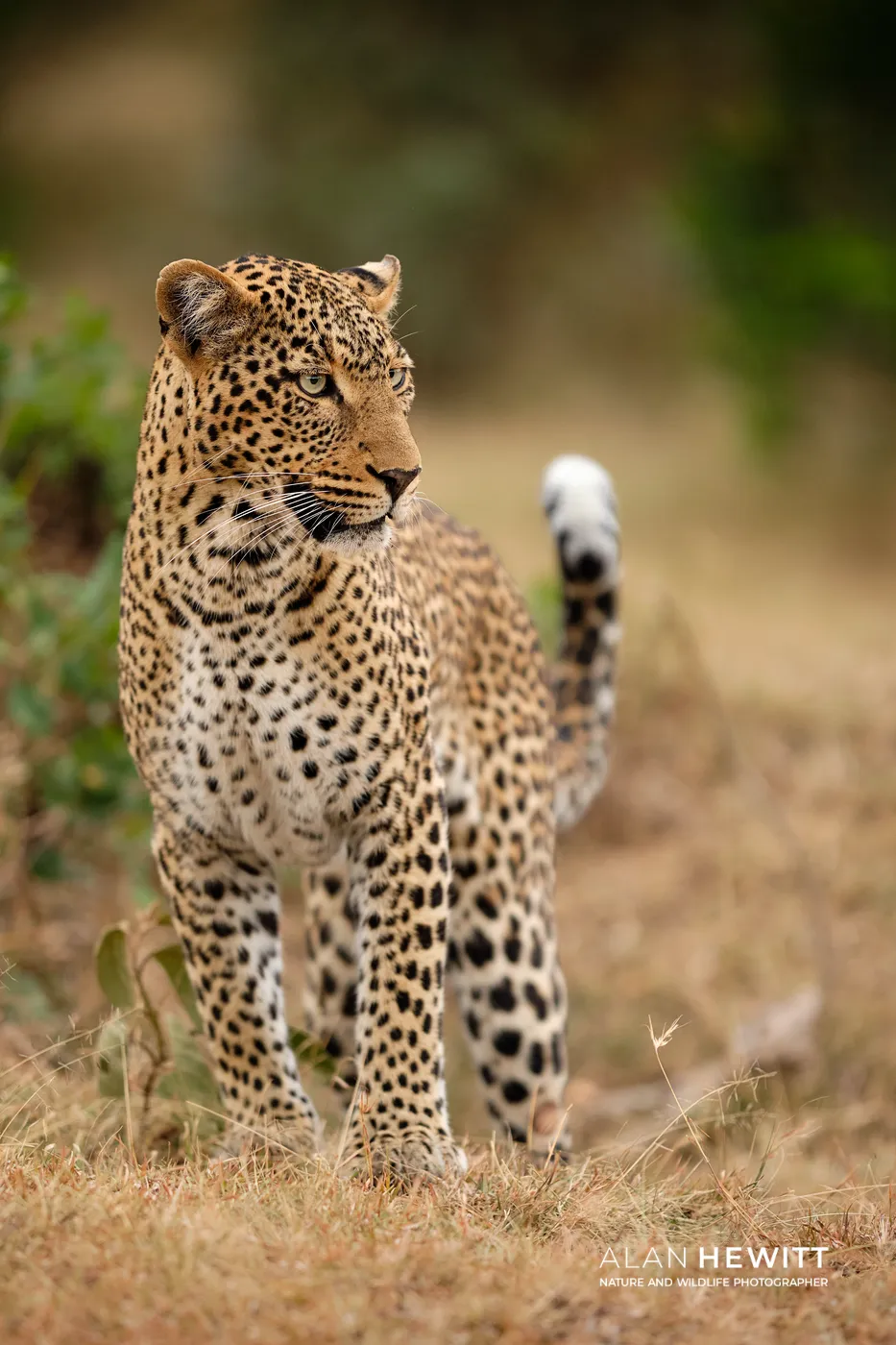 Female leopard, Lemek Conservancy of the Maasai Mara