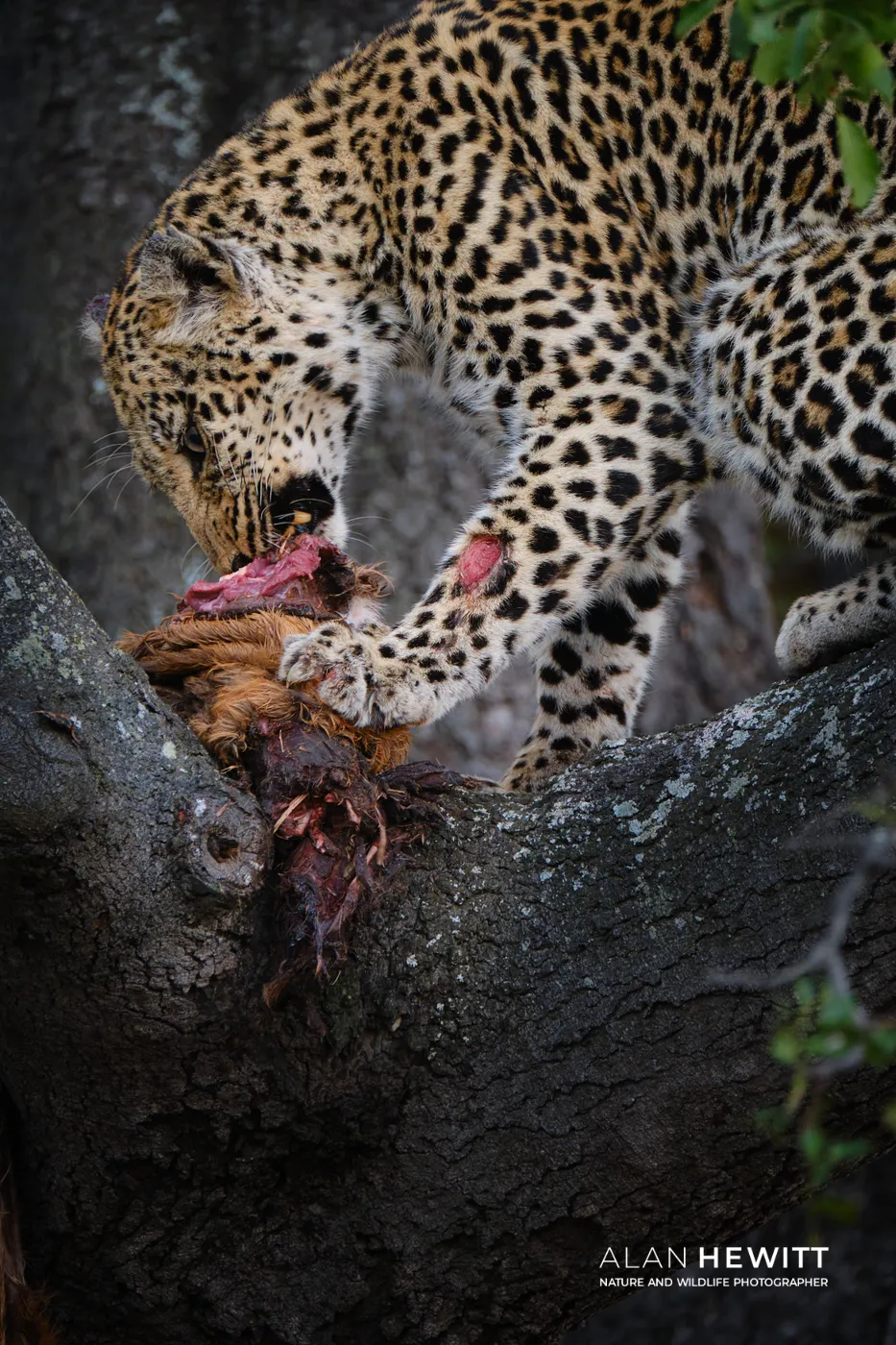 Leopard with impala prey in a tree in Timbavati