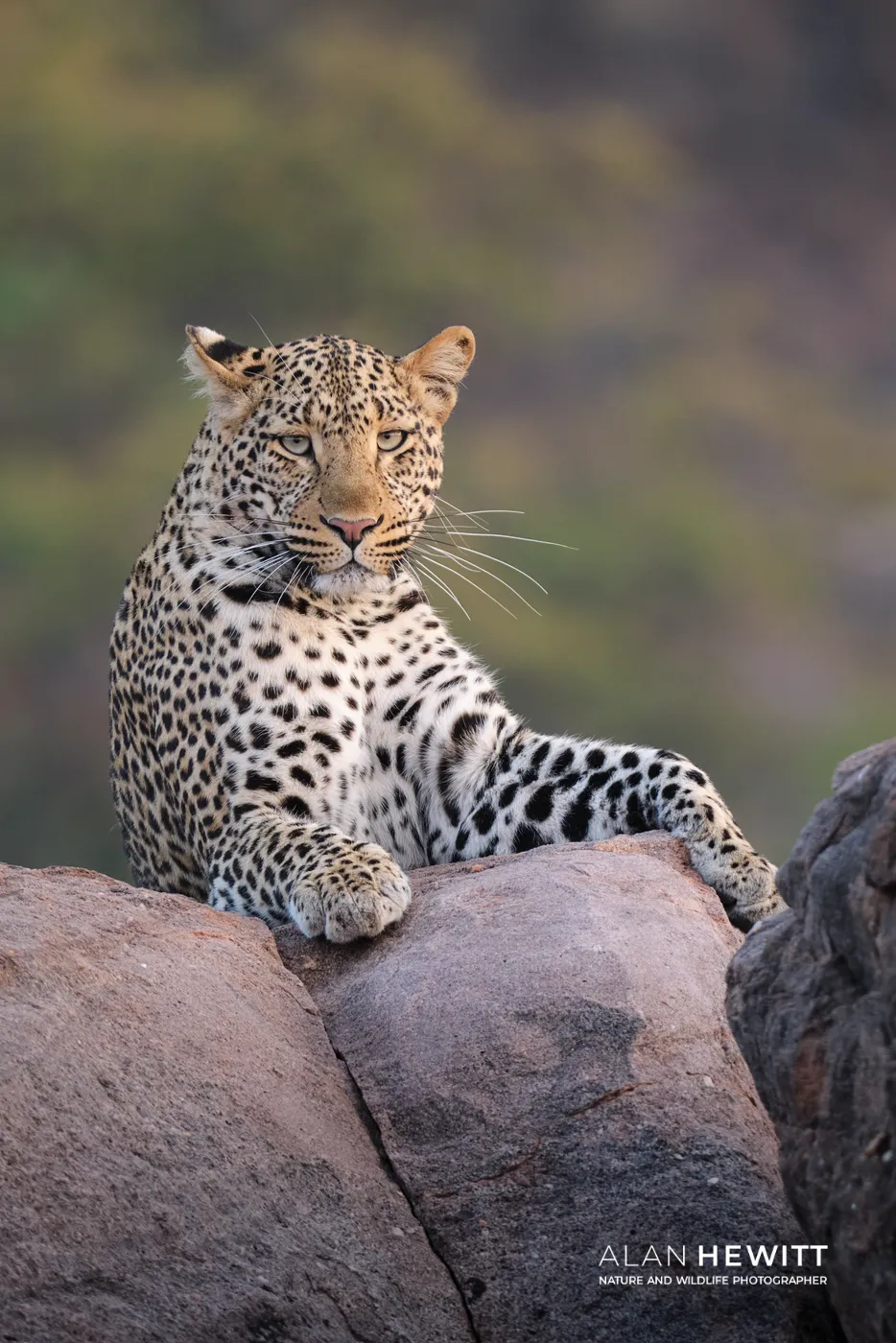 Young male leopard sitting on a rock. Tuli Wilderness, Botswana.