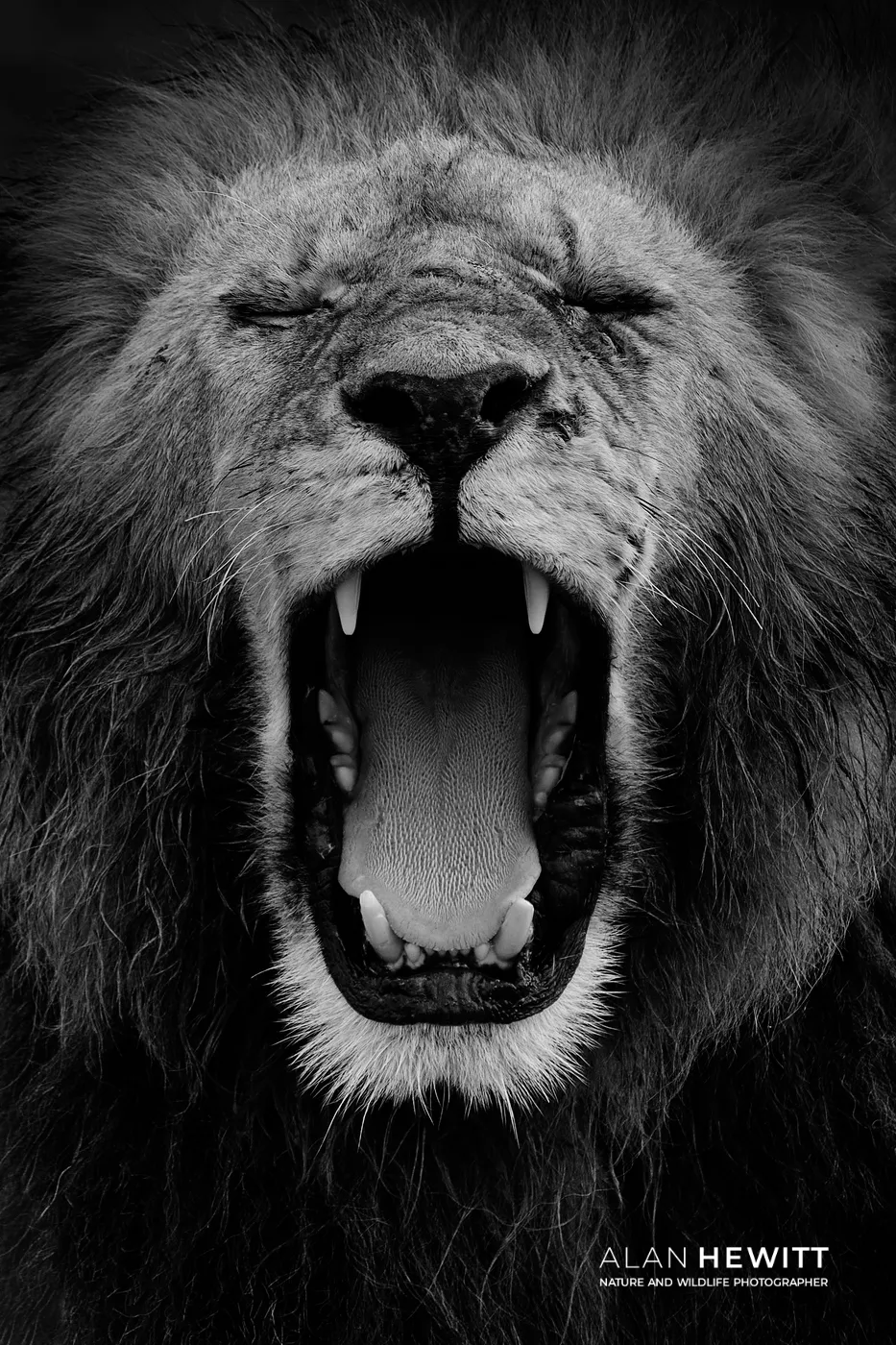 Lion yawning, Lemek Conservancy of the Maasai Mara