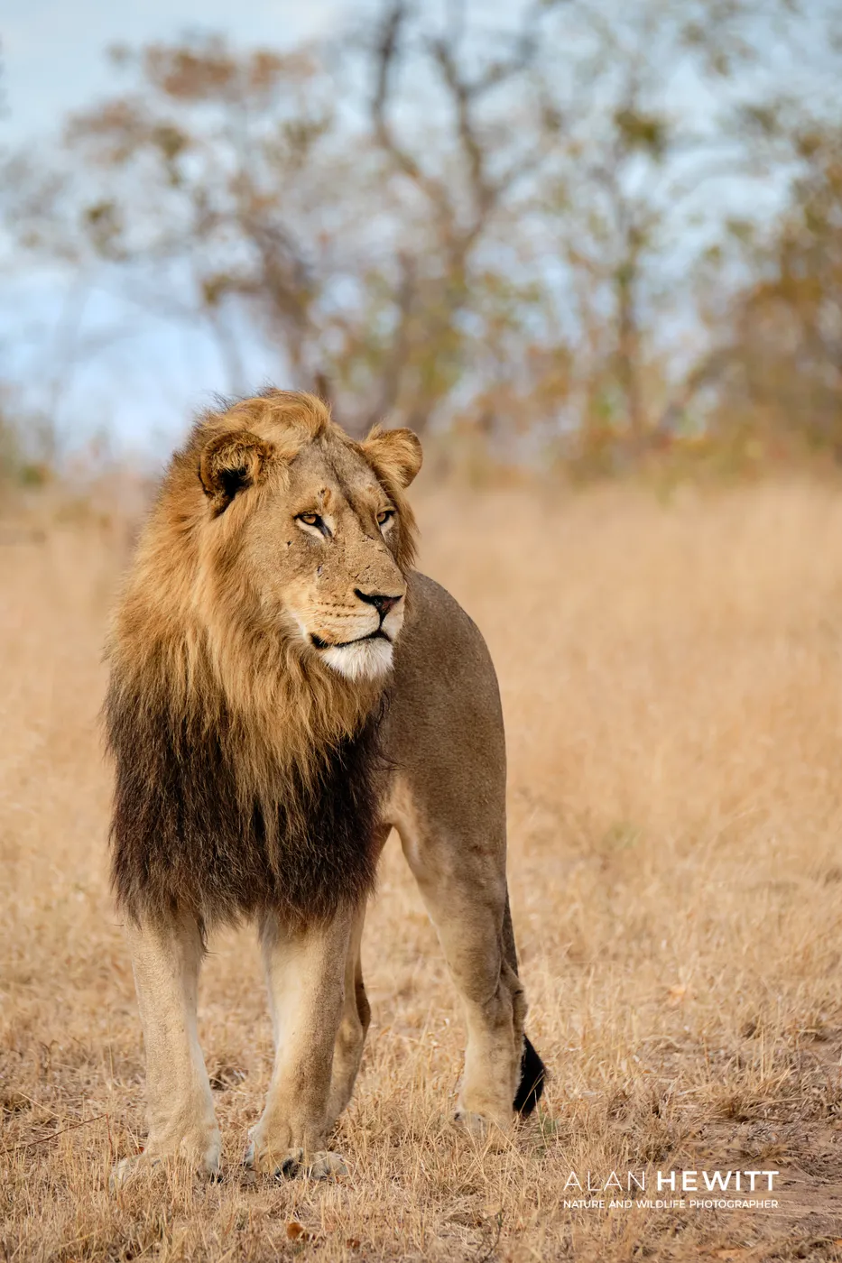 Male Lion, Timbavati