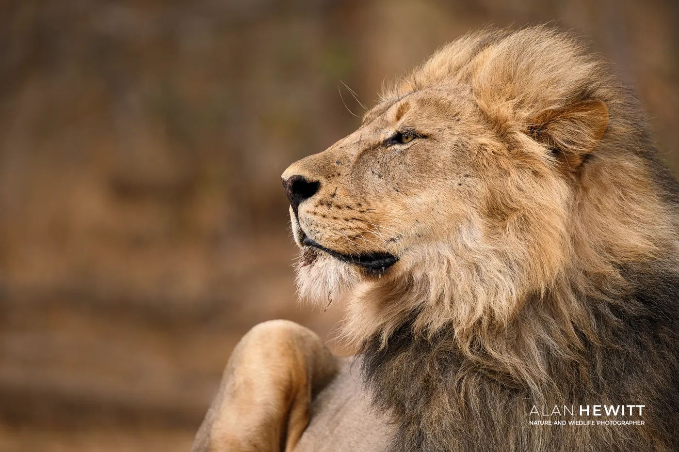 Male lion, Tuli Wilderness, Botswana.