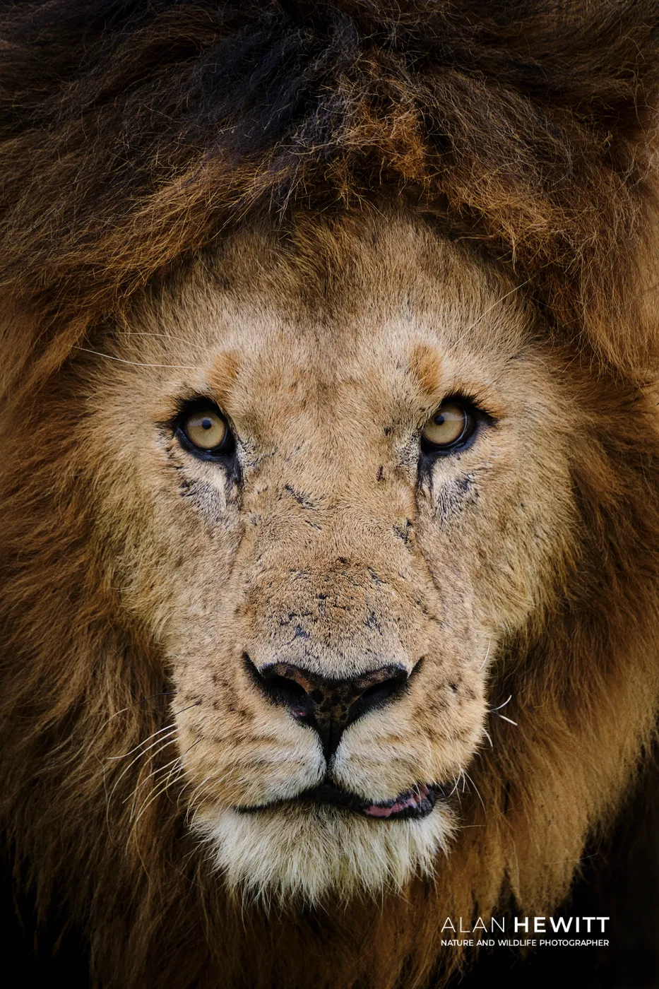 Close portrait of male lion "Seenka", previously of Lemek lion pride.