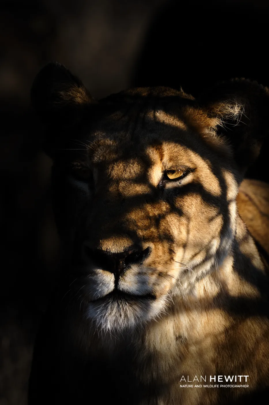 Lioness in dappled light, Timbavati