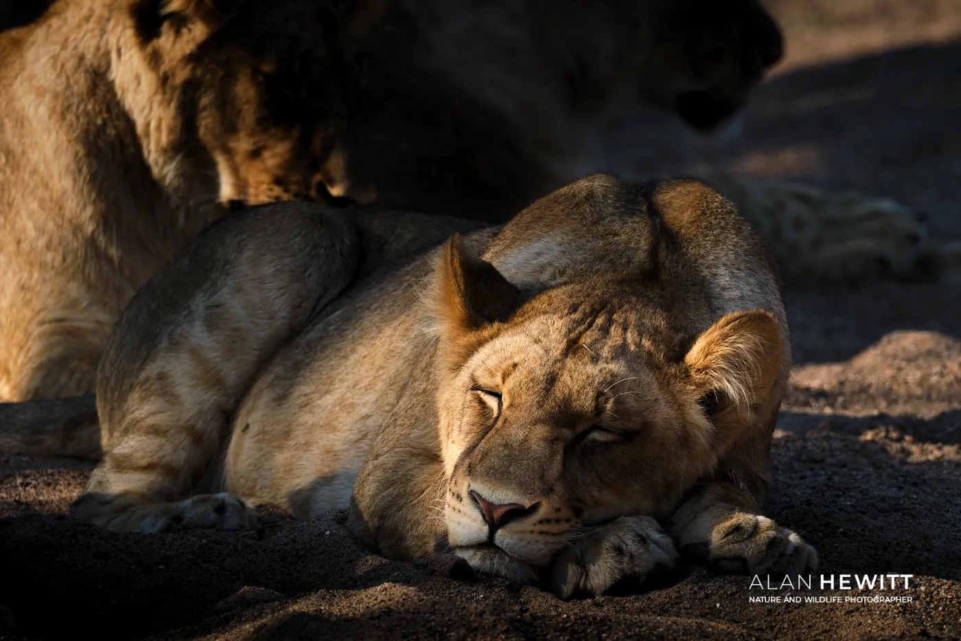 Lioness sleeping on a dry river bed. Tuli Wilderness, Botswana.
