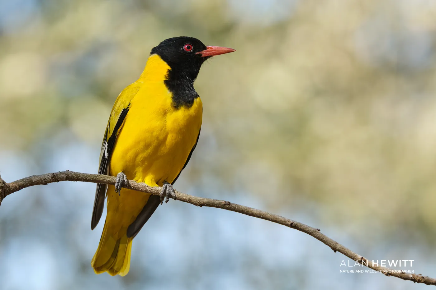 African black-headed oriole, Timbavati