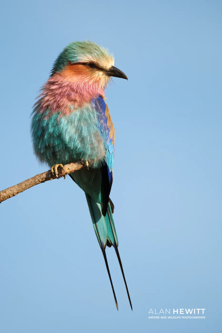 Lilac-breasted Roller, Lemek Conservancy of the Maasai Mara