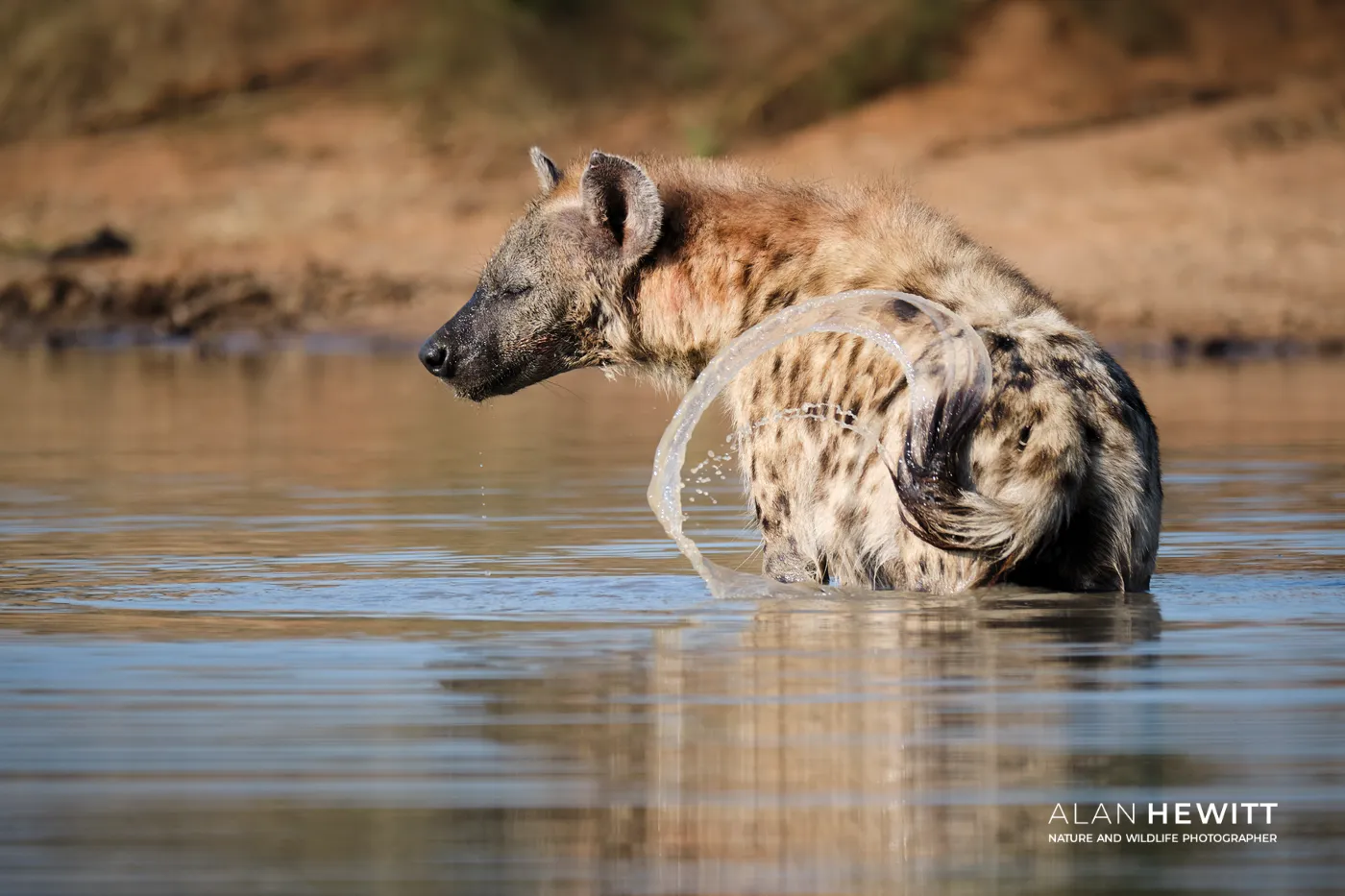 Spotted hyena bathing in a watering hole in Timbavati