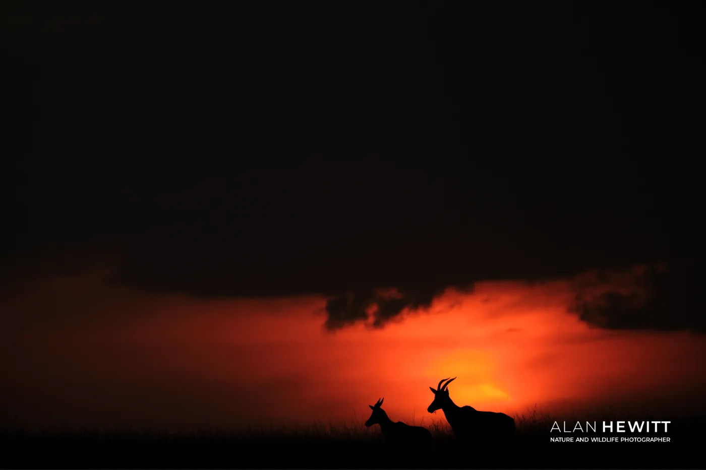 Topi silhouettes at the last moments of sunset.