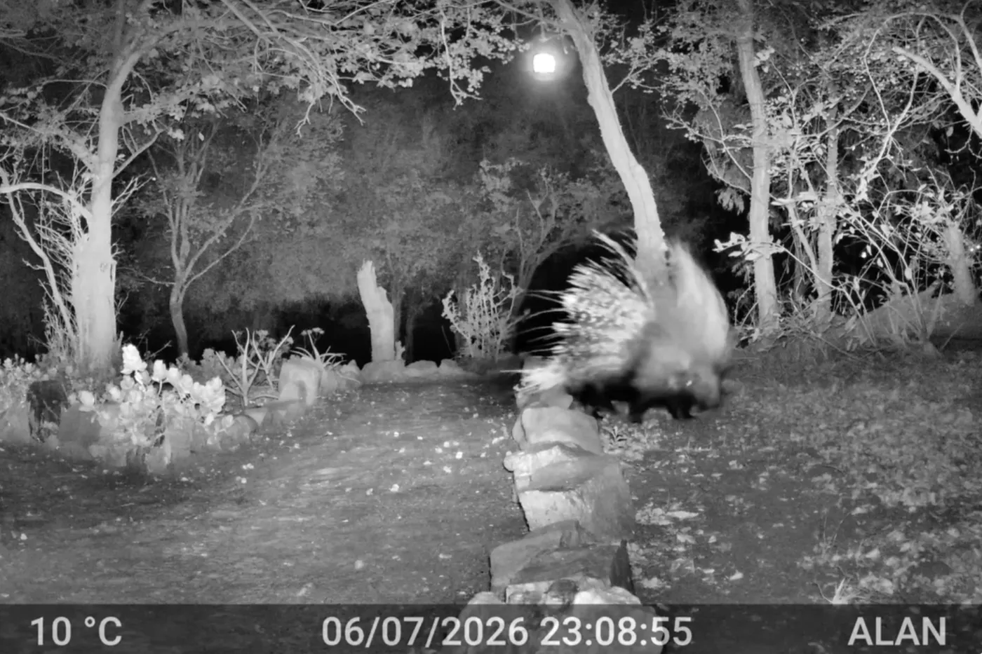 Umlani Trailcam