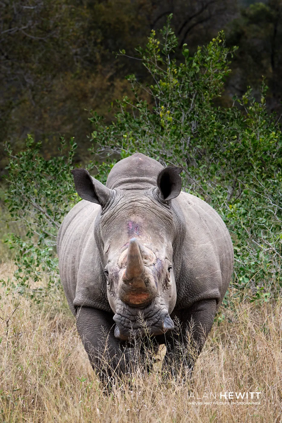 White Rhino, Timbavati