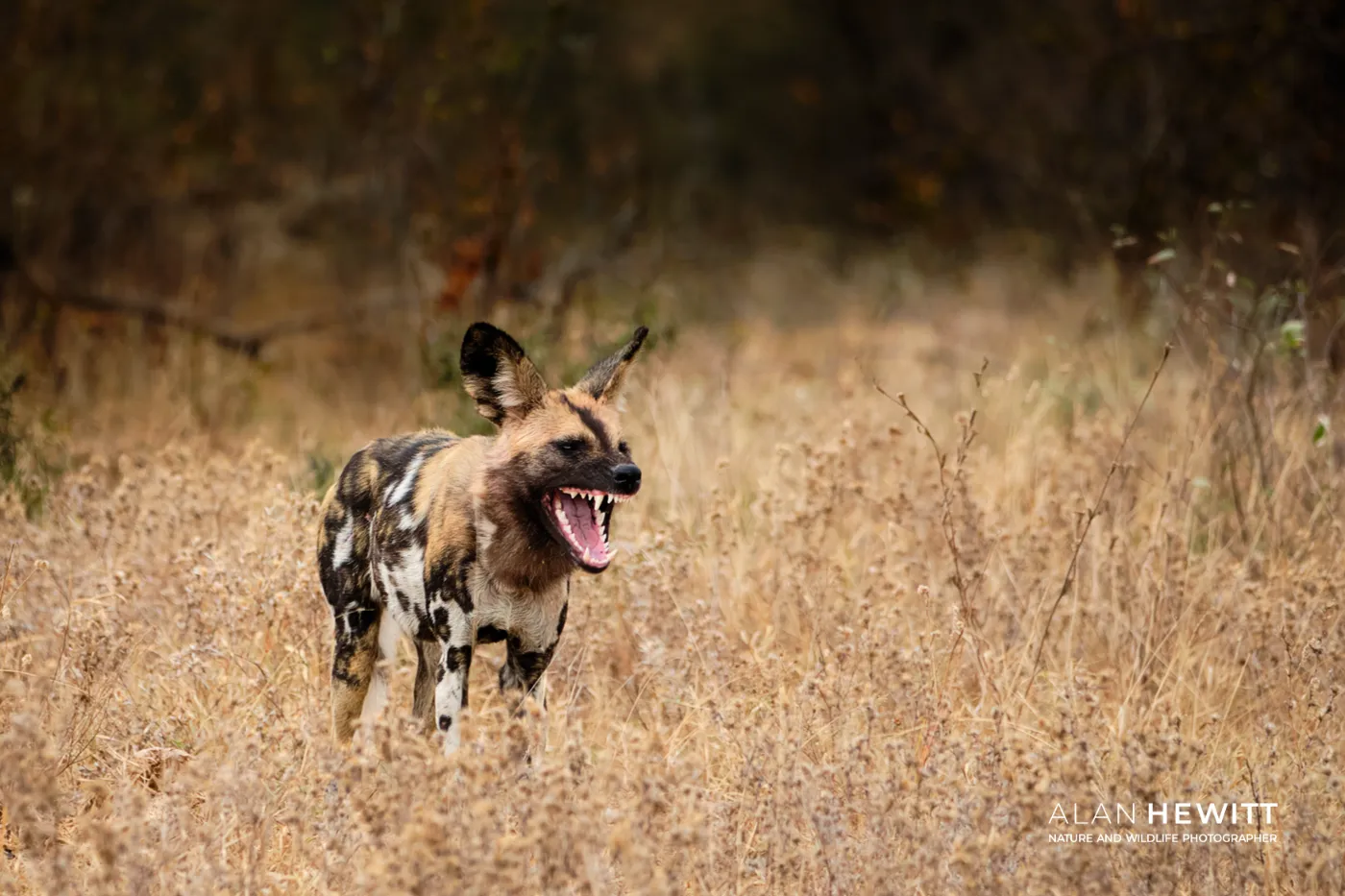 Wild dog yawning, Timbavati