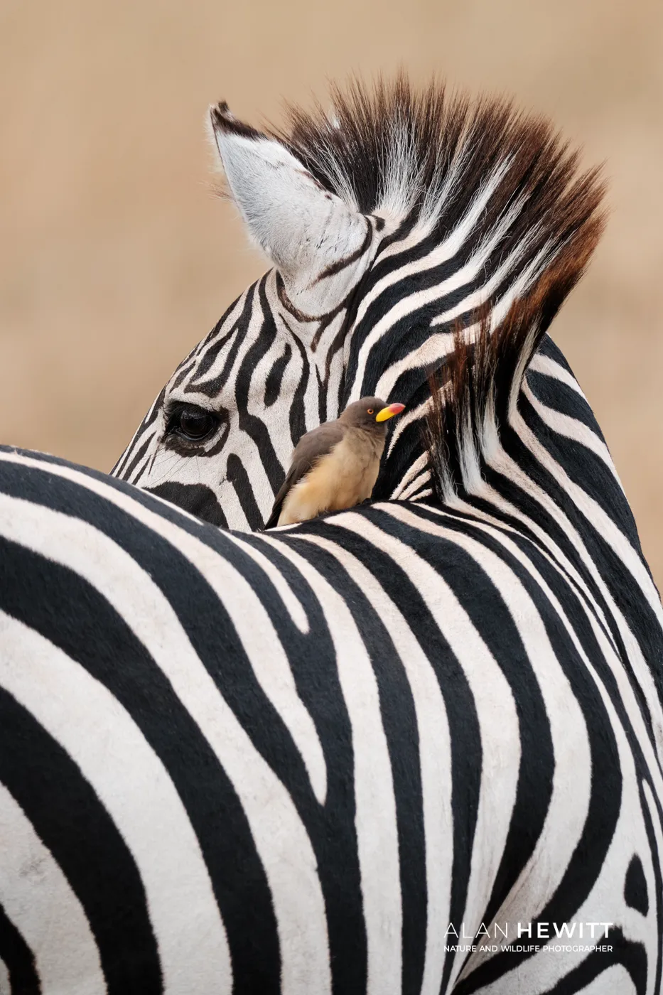 Zebta and yellow-billed oxpecker.