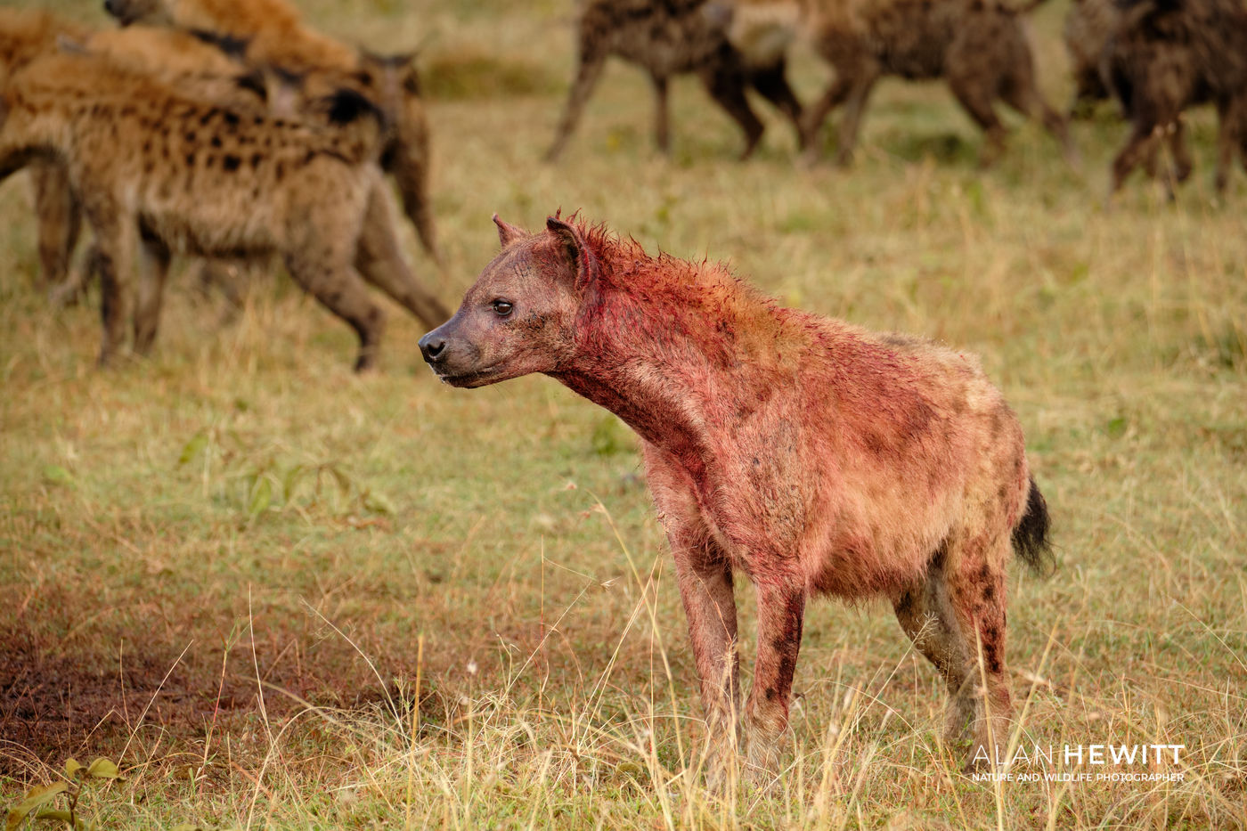 Hyenas in the Maasai Mara