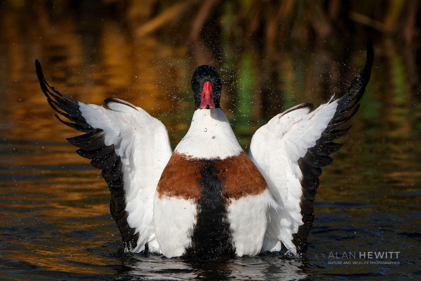 North West Bird Watching Festival 2026