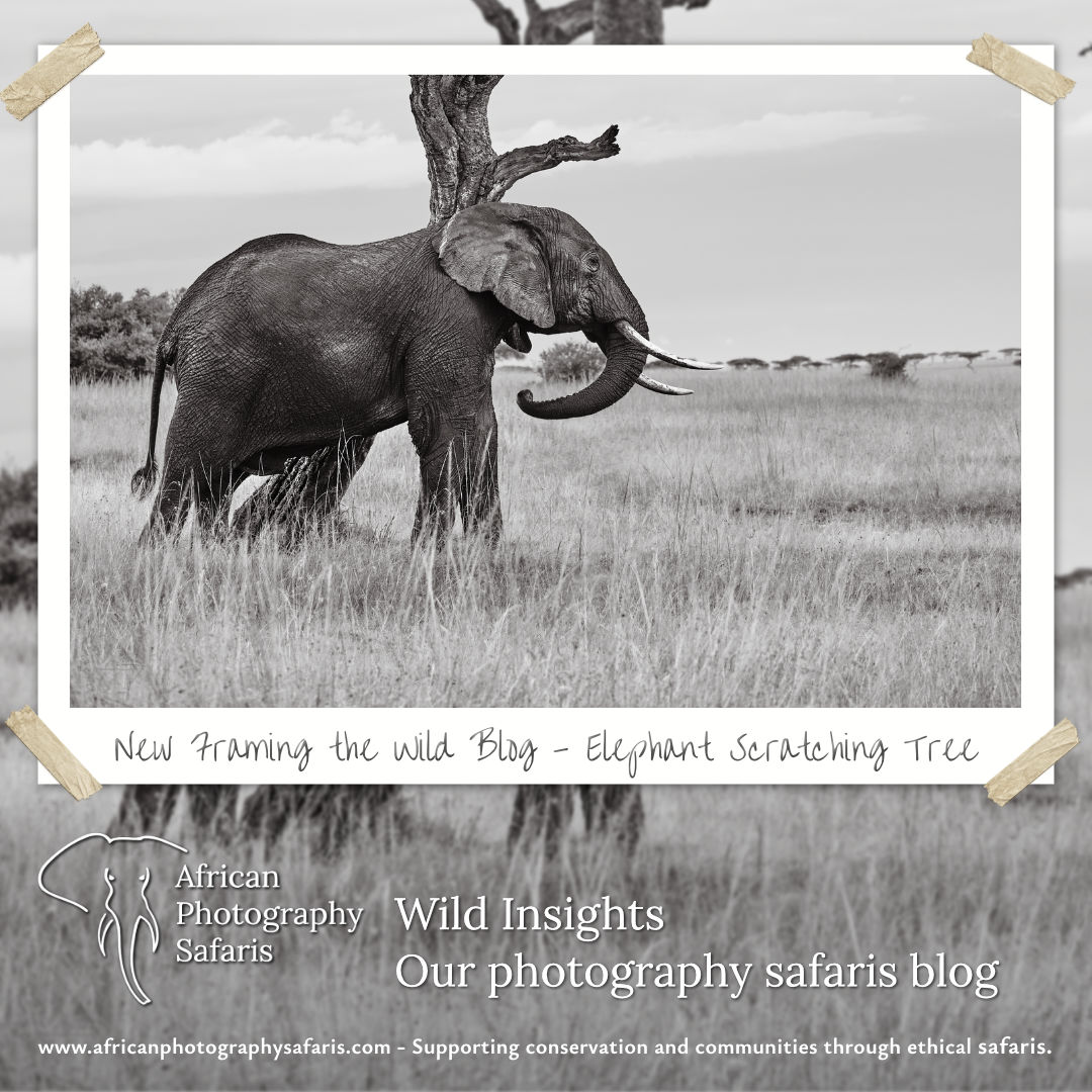 Elephant Scratching Tree